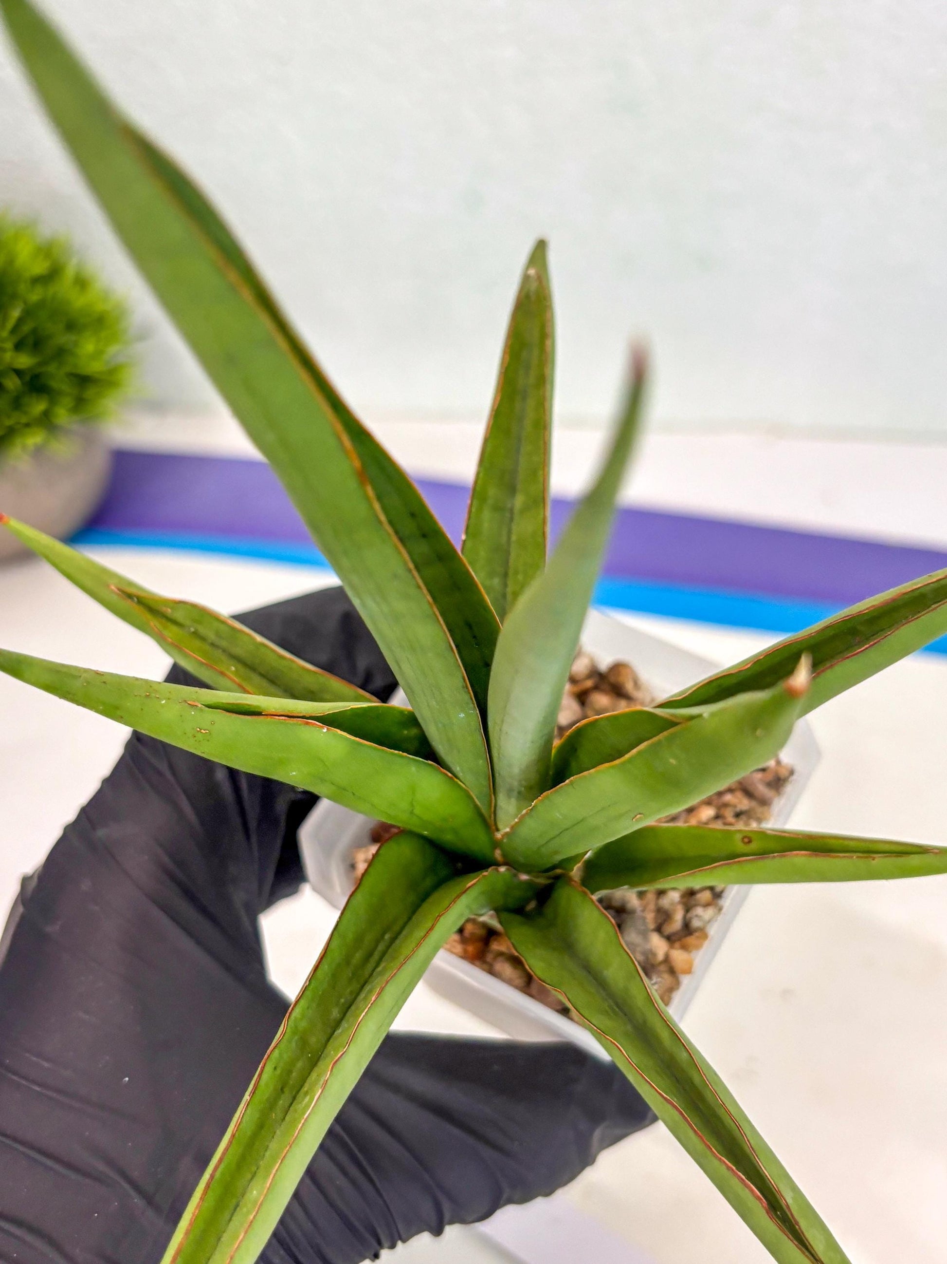 Sansevieria Bai Bid (ca3) (7) | Rare Snake Plant