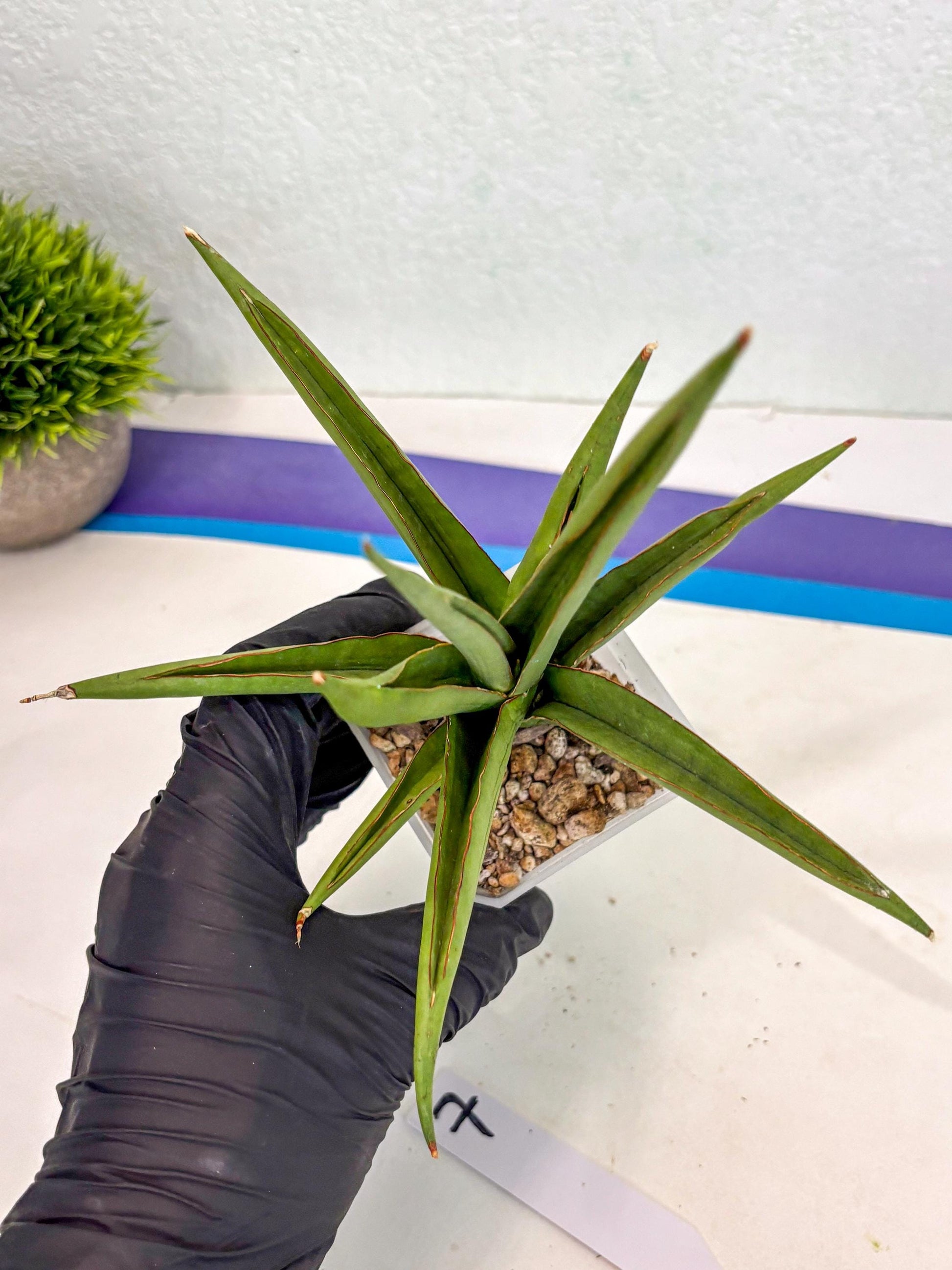 Sansevieria Bai Bid (ca3) (7) | Rare Snake Plant