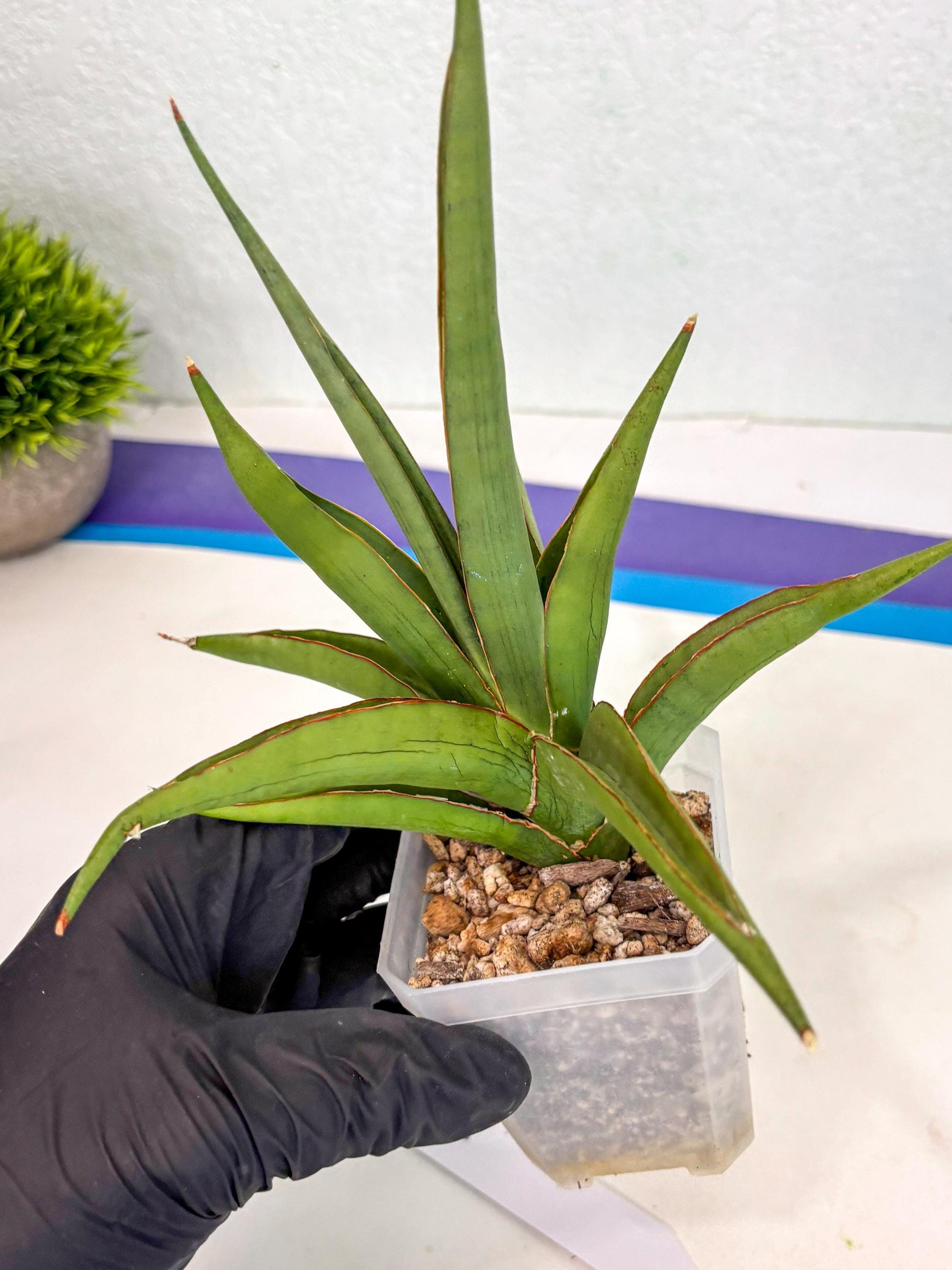 Sansevieria Bai Bid (ca3) (7) | Rare Snake Plant