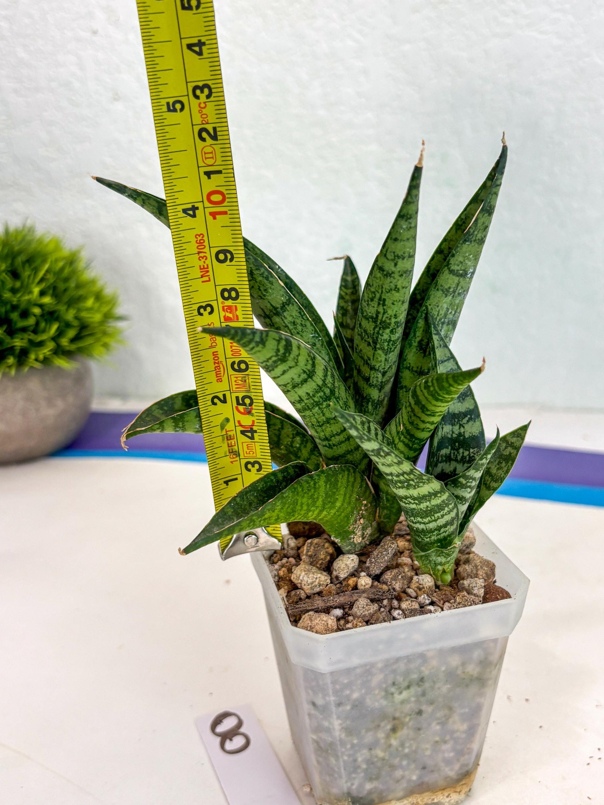 sansevieria Pattaya (ca3) (8) | Rare Import