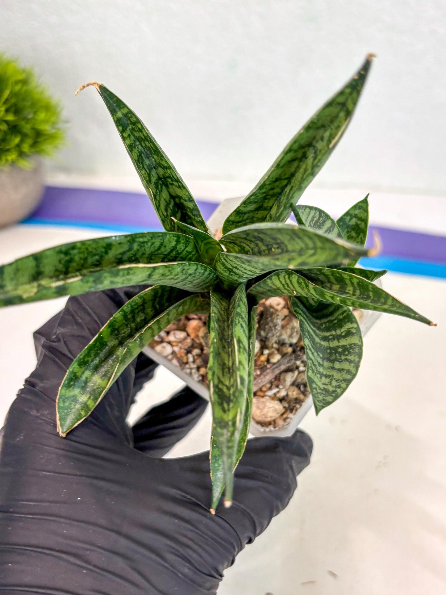 sansevieria Pattaya (ca3) (8) | Rare Import