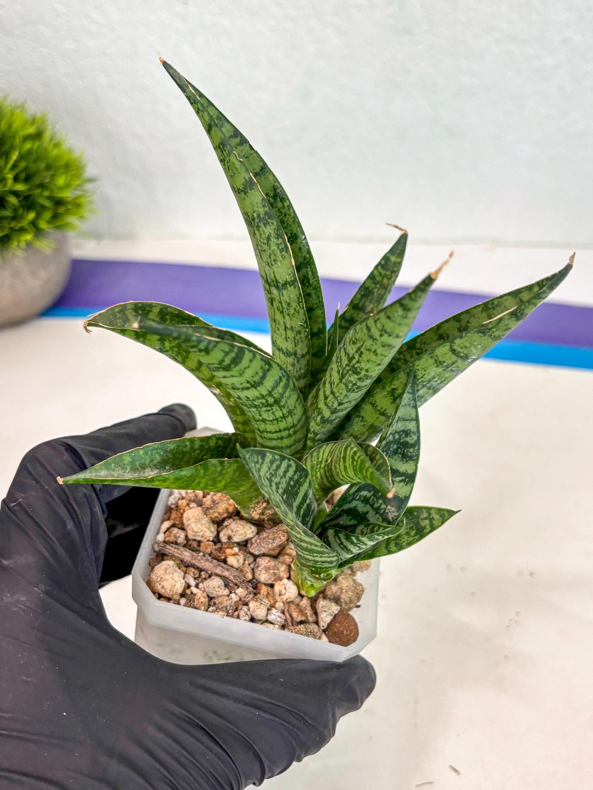 sansevieria Pattaya (ca3) (8) | Rare Import