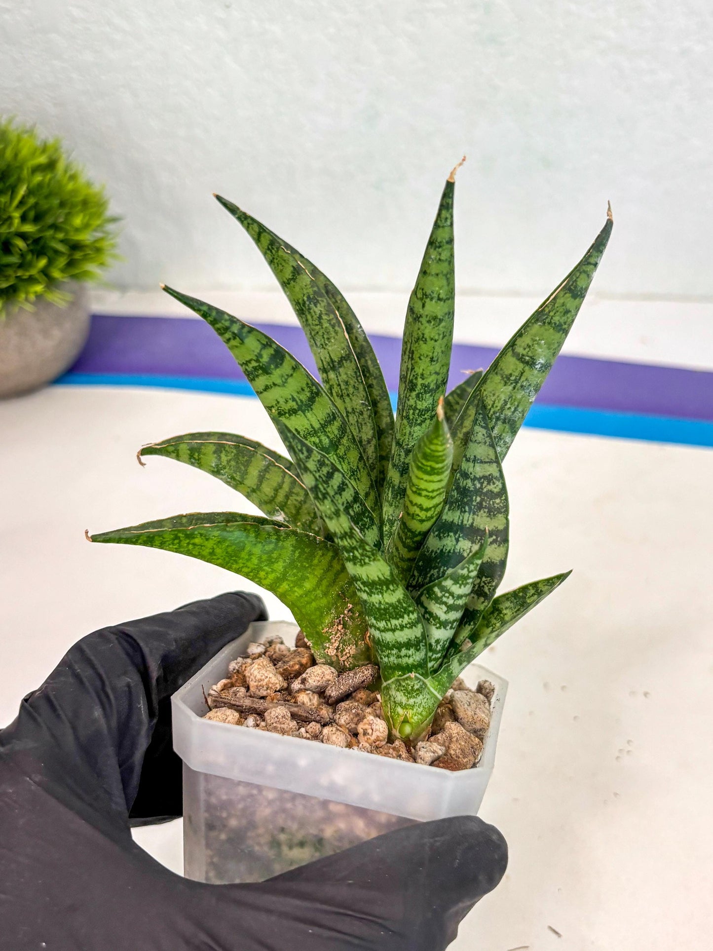 sansevieria Pattaya (ca3) (8) | Rare Import