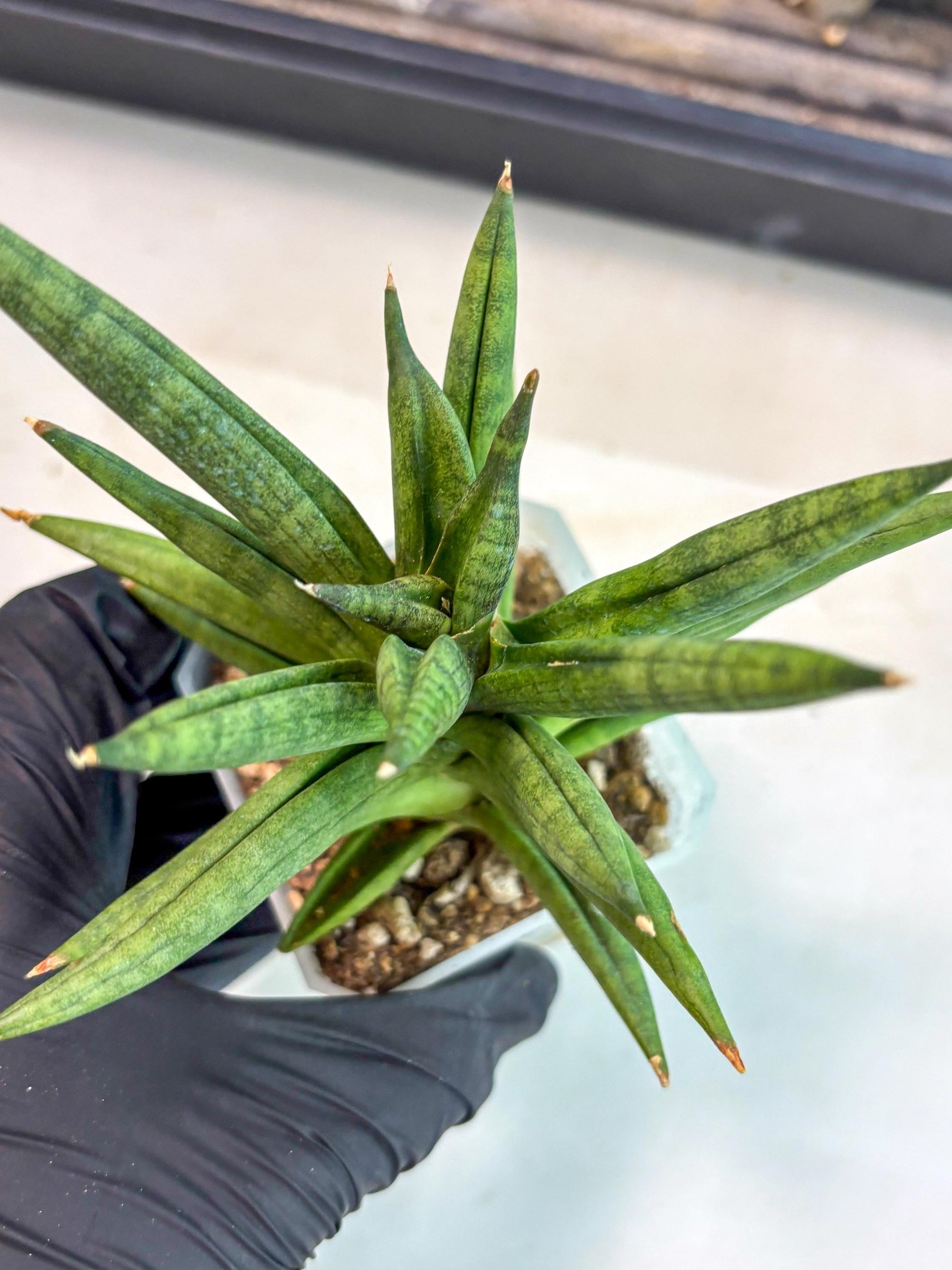 Sansevieria Repeta (ca3) (11) | Rare Import