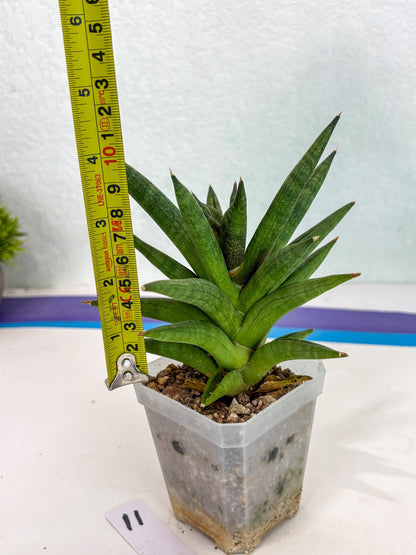 Sansevieria Repeta (ca3) (11) | Rare Import