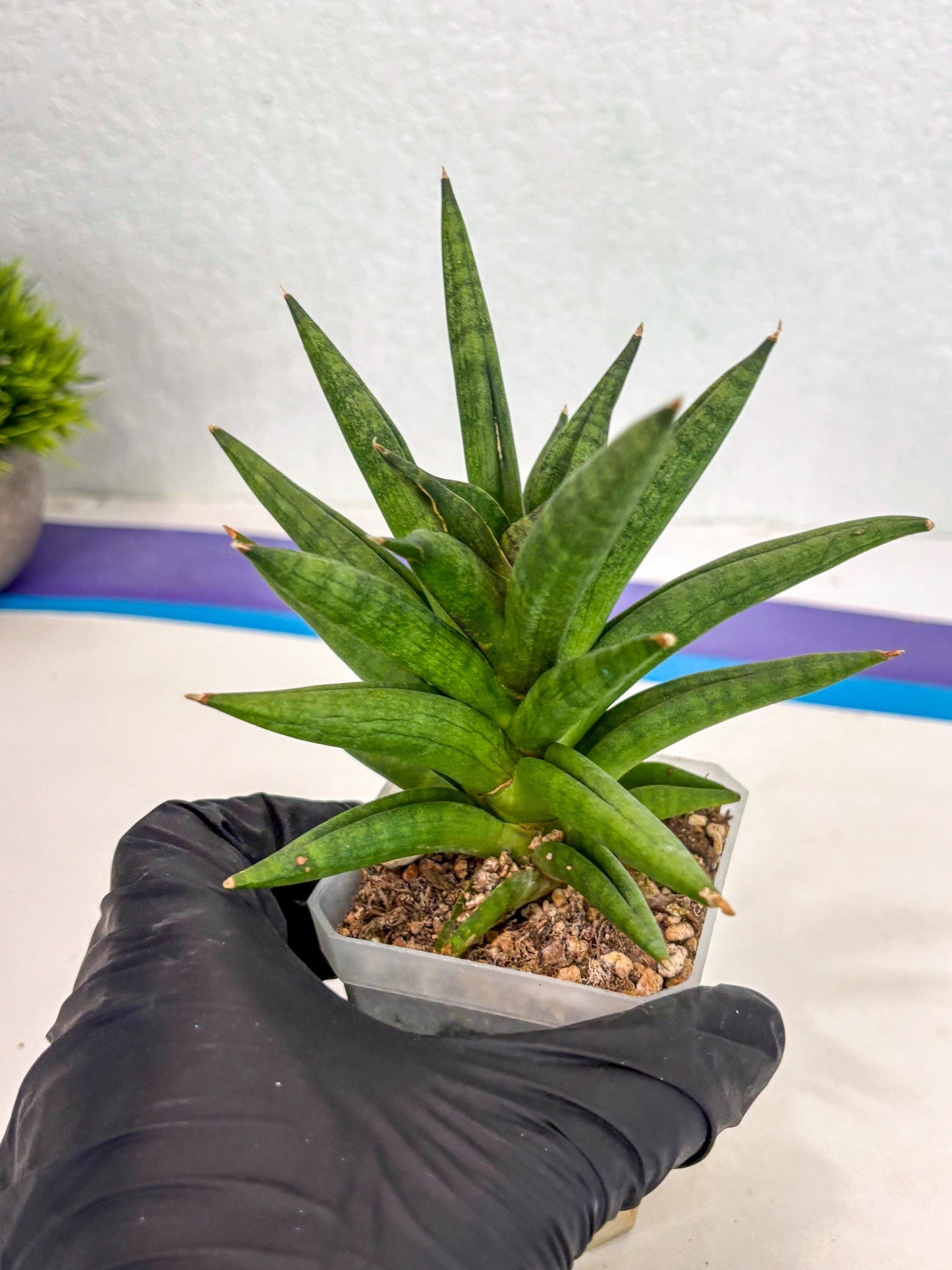 Sansevieria Repeta (ca3) (11) | Rare Import