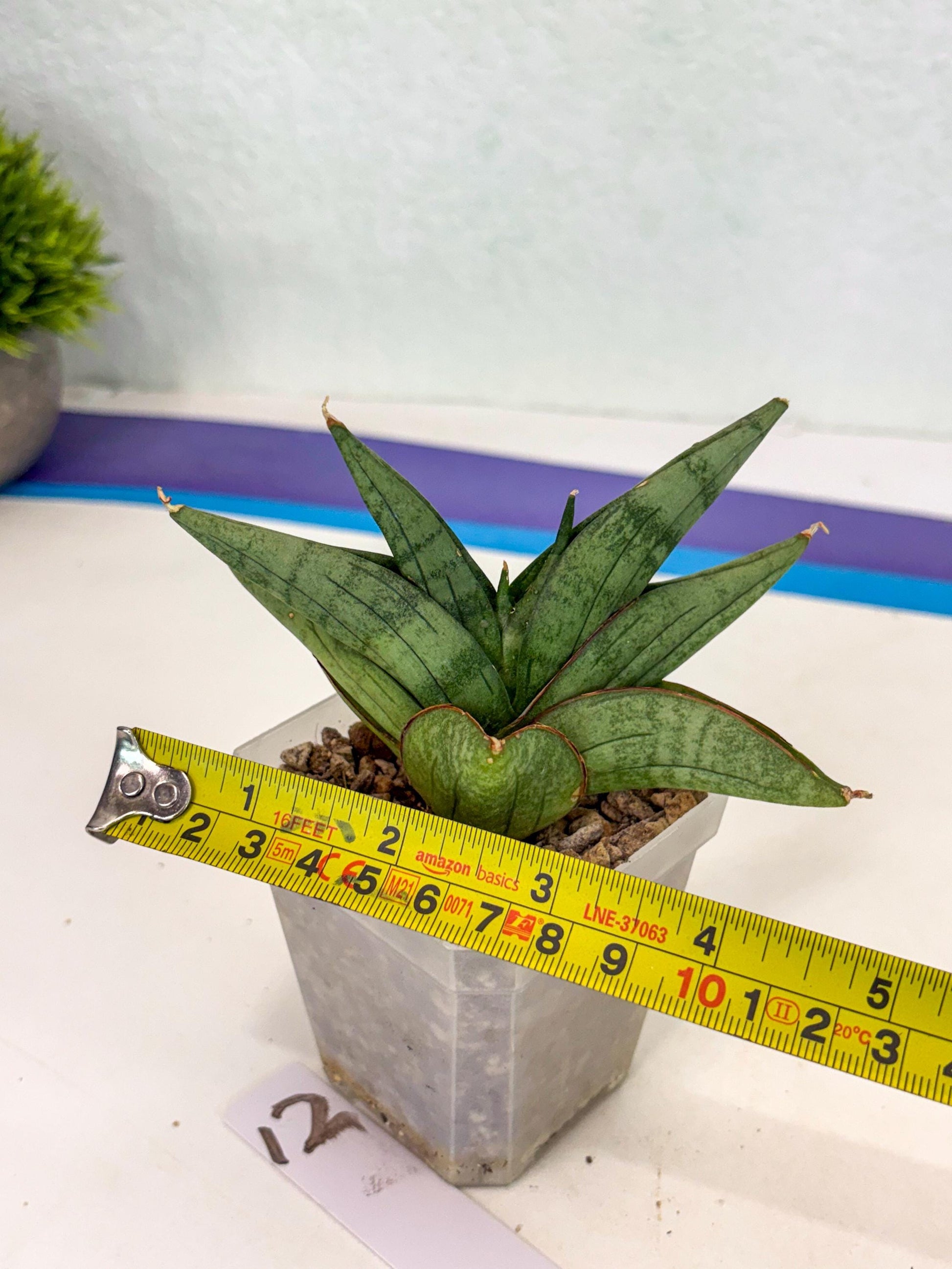 Sansevieria Vienna (ca3) (12) | Rare Import