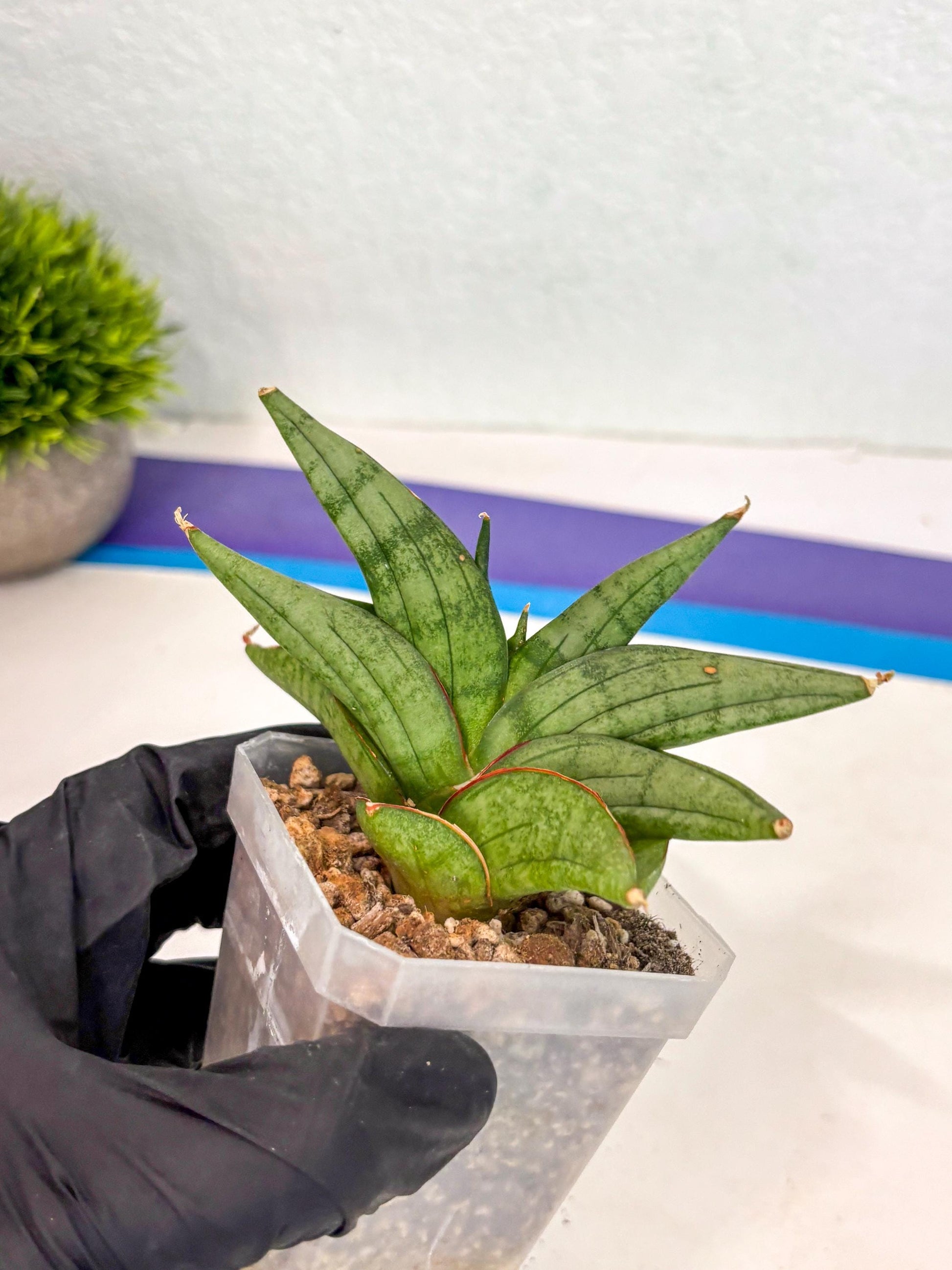 Sansevieria Vienna (ca3) (12) | Rare Import