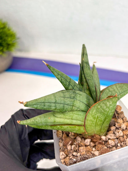 Sansevieria Vienna (ca3) (12) | Rare Import
