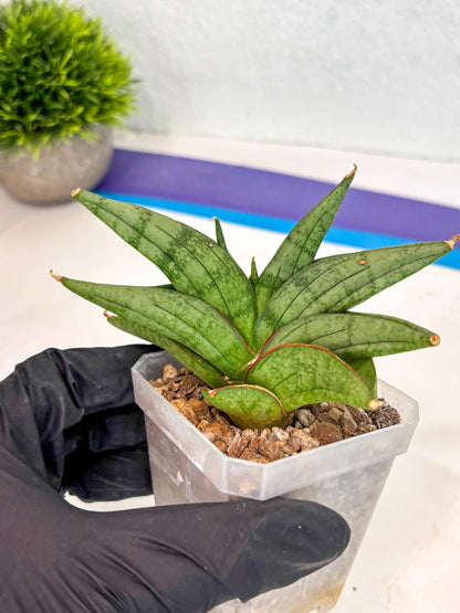 Sansevieria Vienna (ca3) (12) | Rare Import