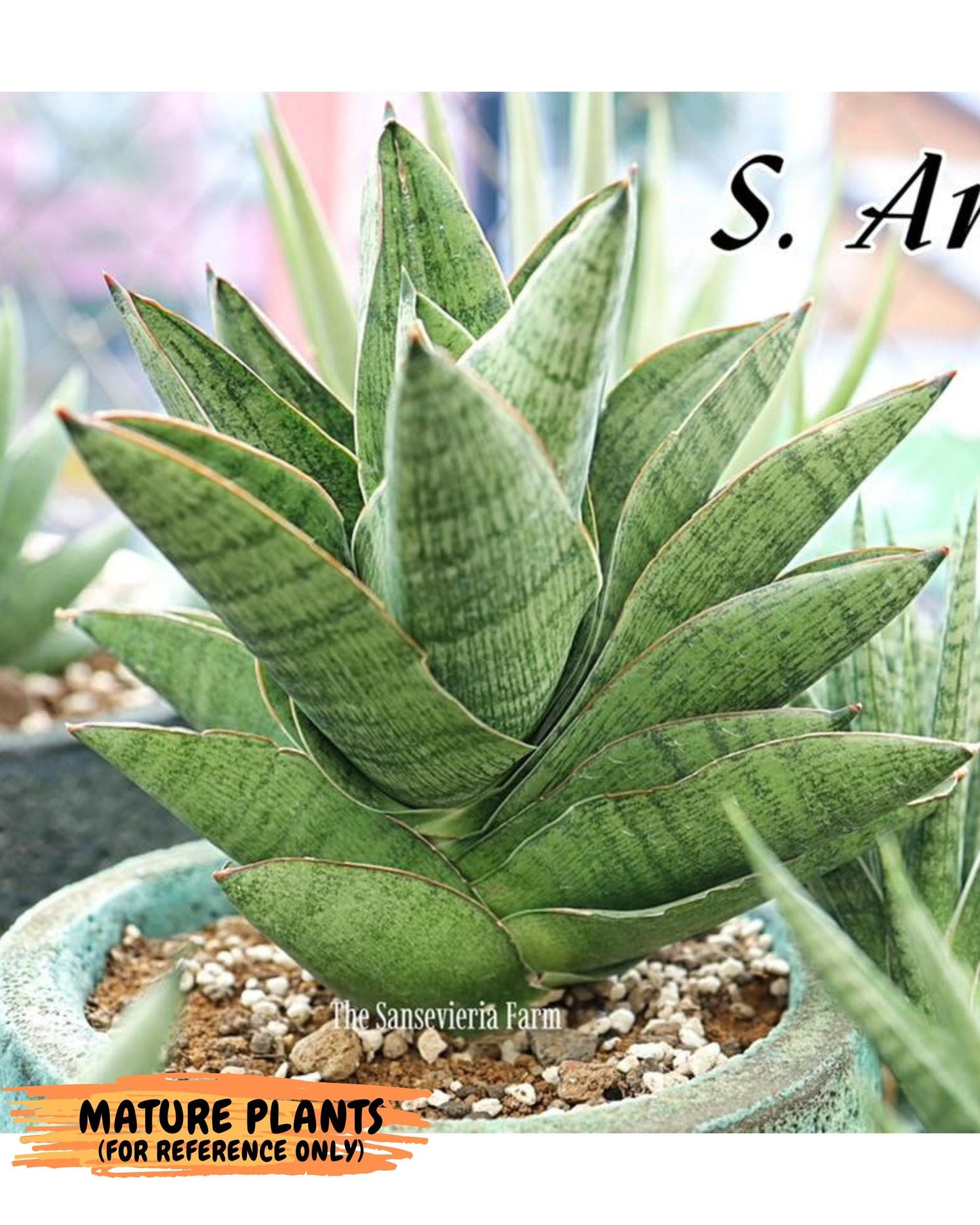 Sansevieria Andromeda (ca5) (1) | Rare Import