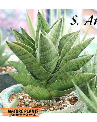 Sansevieria Andromeda (ca5) (1) | Rare Import