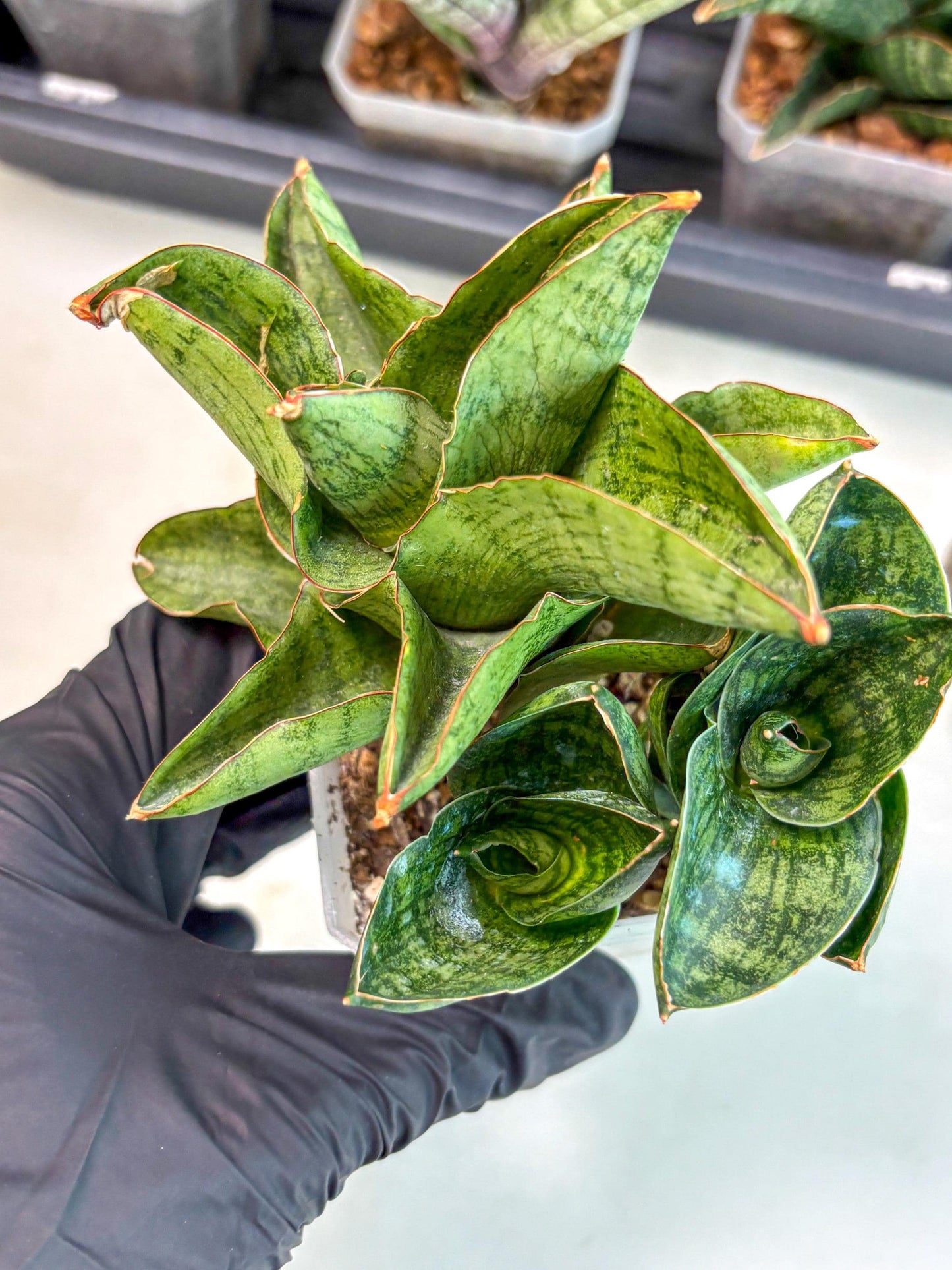 Sansevieria Andromeda (ca5) (1) | Rare Import