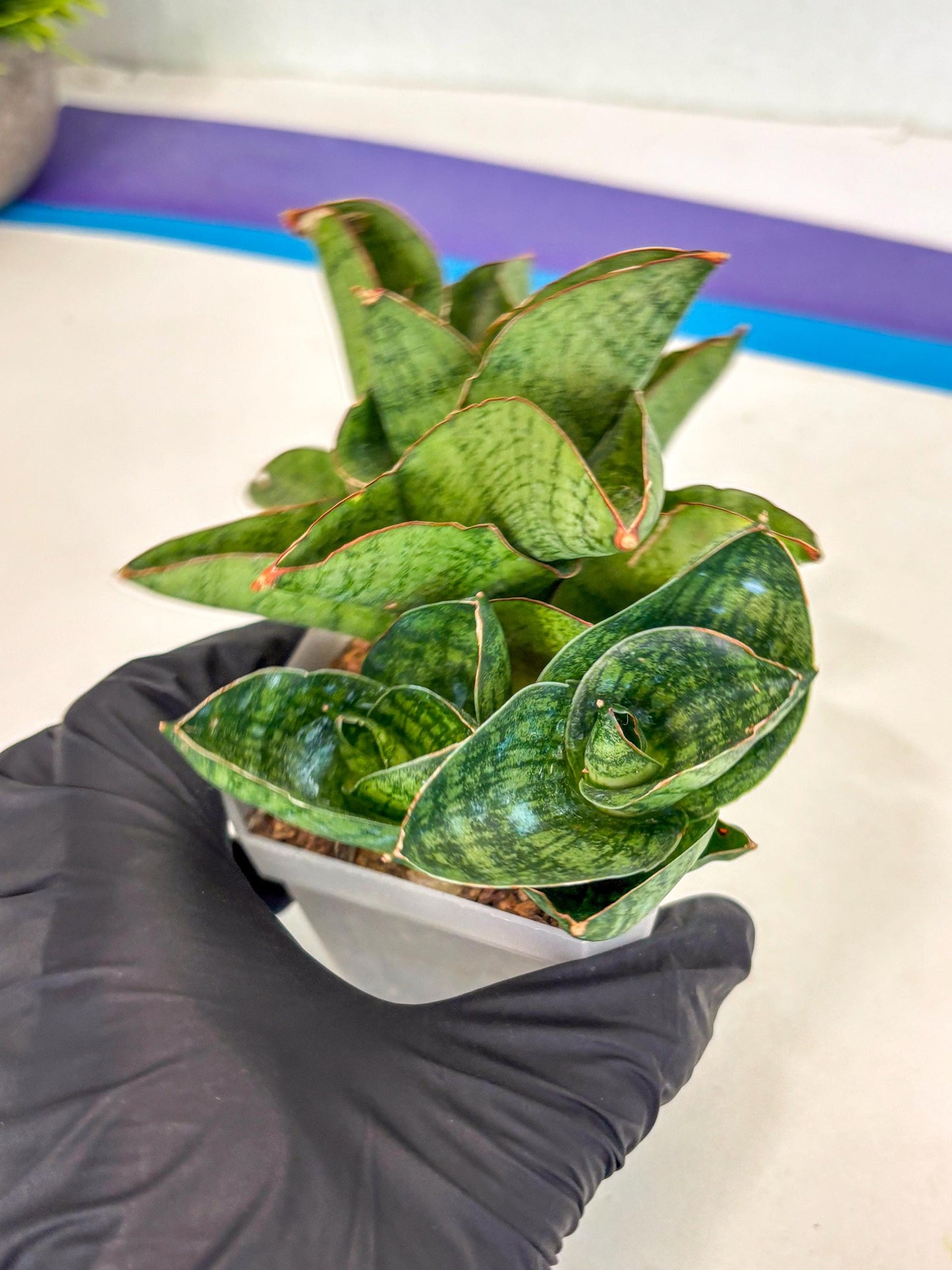 Sansevieria Andromeda (ca5) (1) | Rare Import
