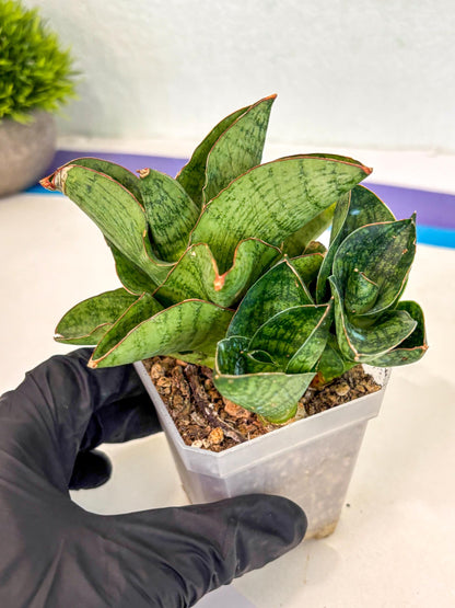 Sansevieria Andromeda (ca5) (1) | Rare Import
