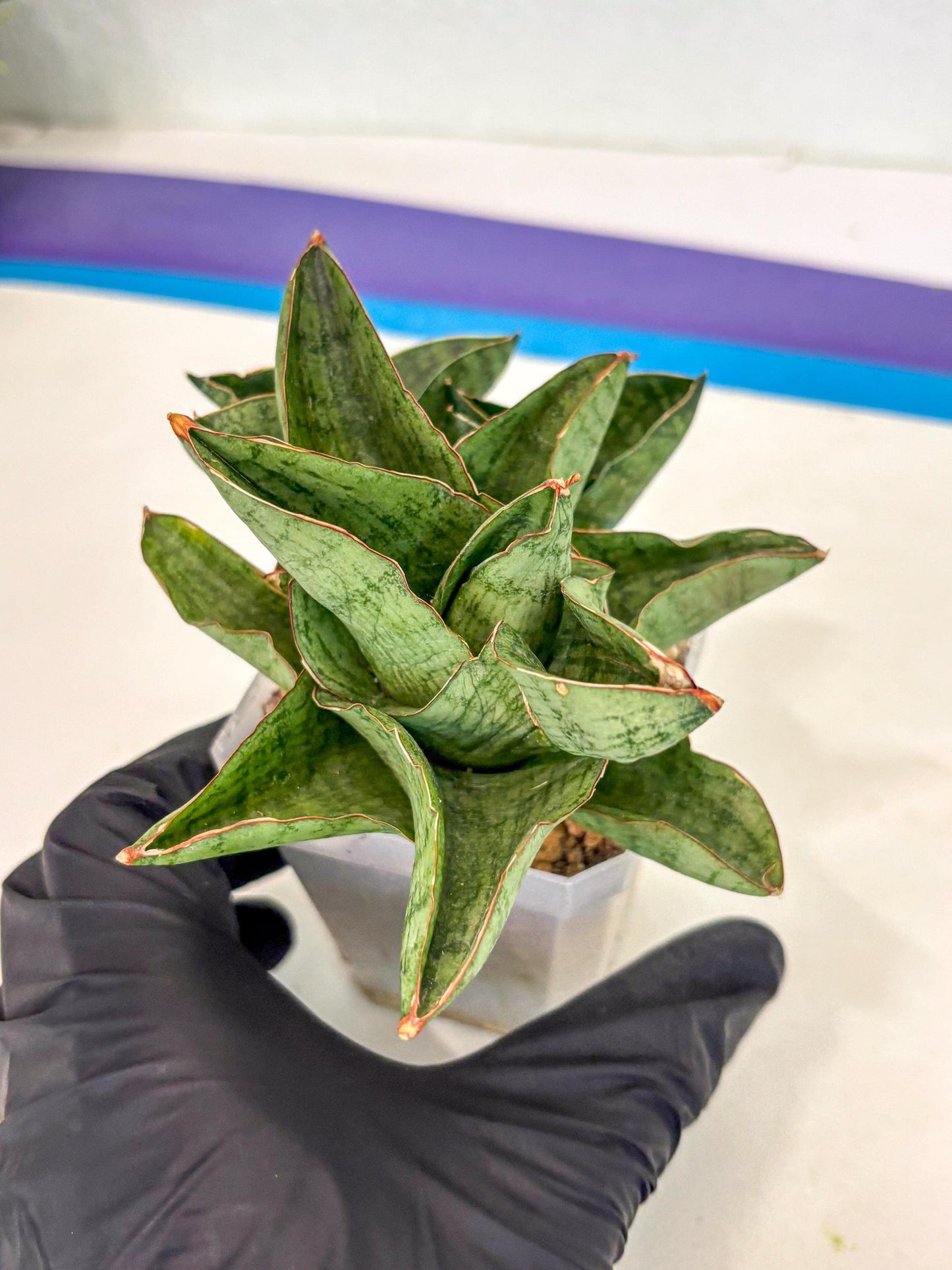 Sansevieria Andromeda (ca5) (1) | Rare Import