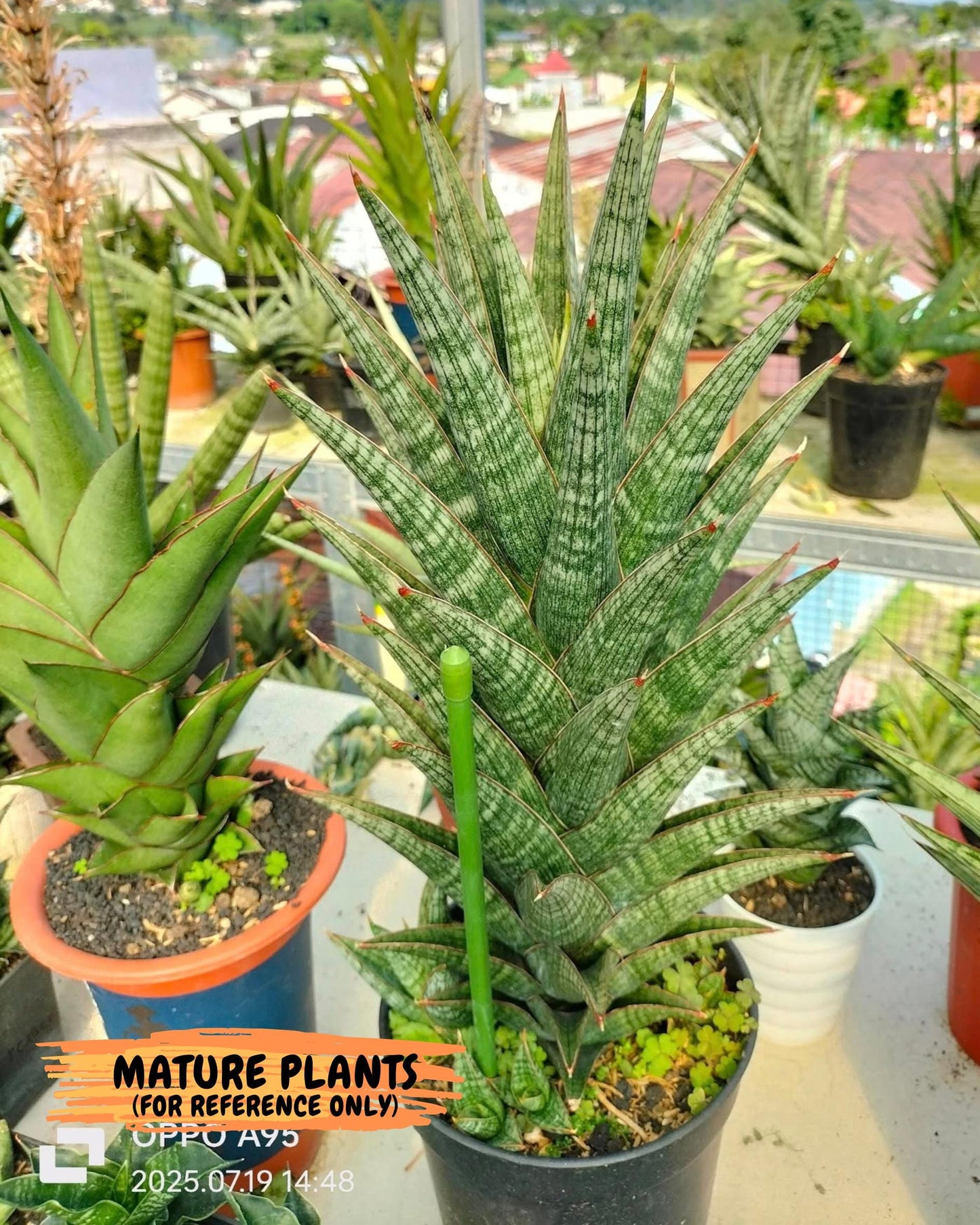 Sansevieria Samosir (ca5) (7) | Rare Import