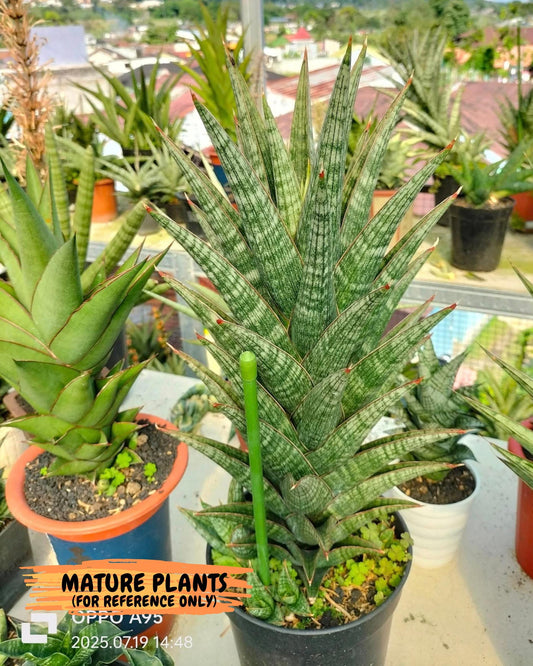 Sansevieria Samosir (ca5) (3) | Rare Import
