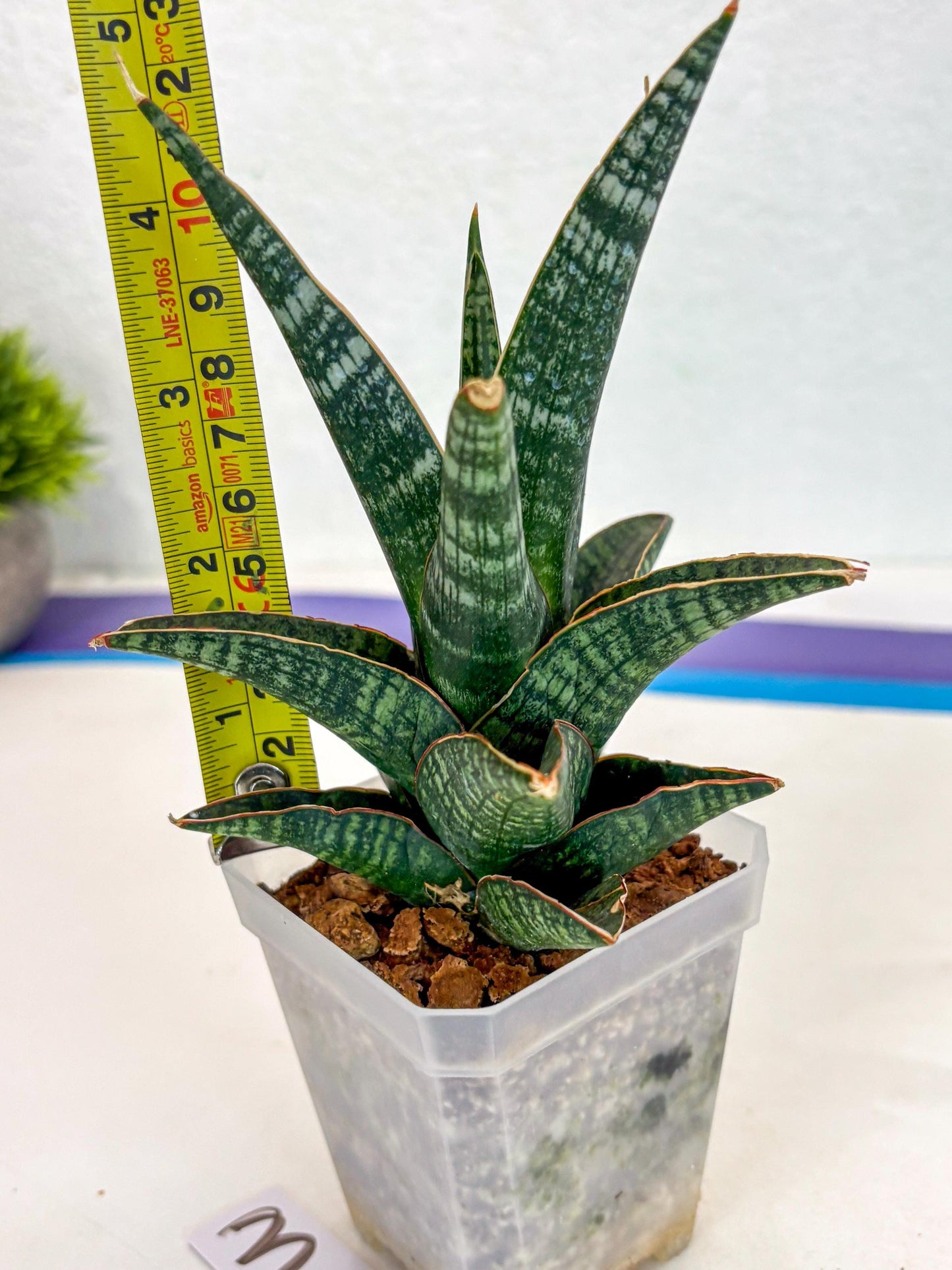 Sansevieria Samosir (ca5) (3) | Rare Import