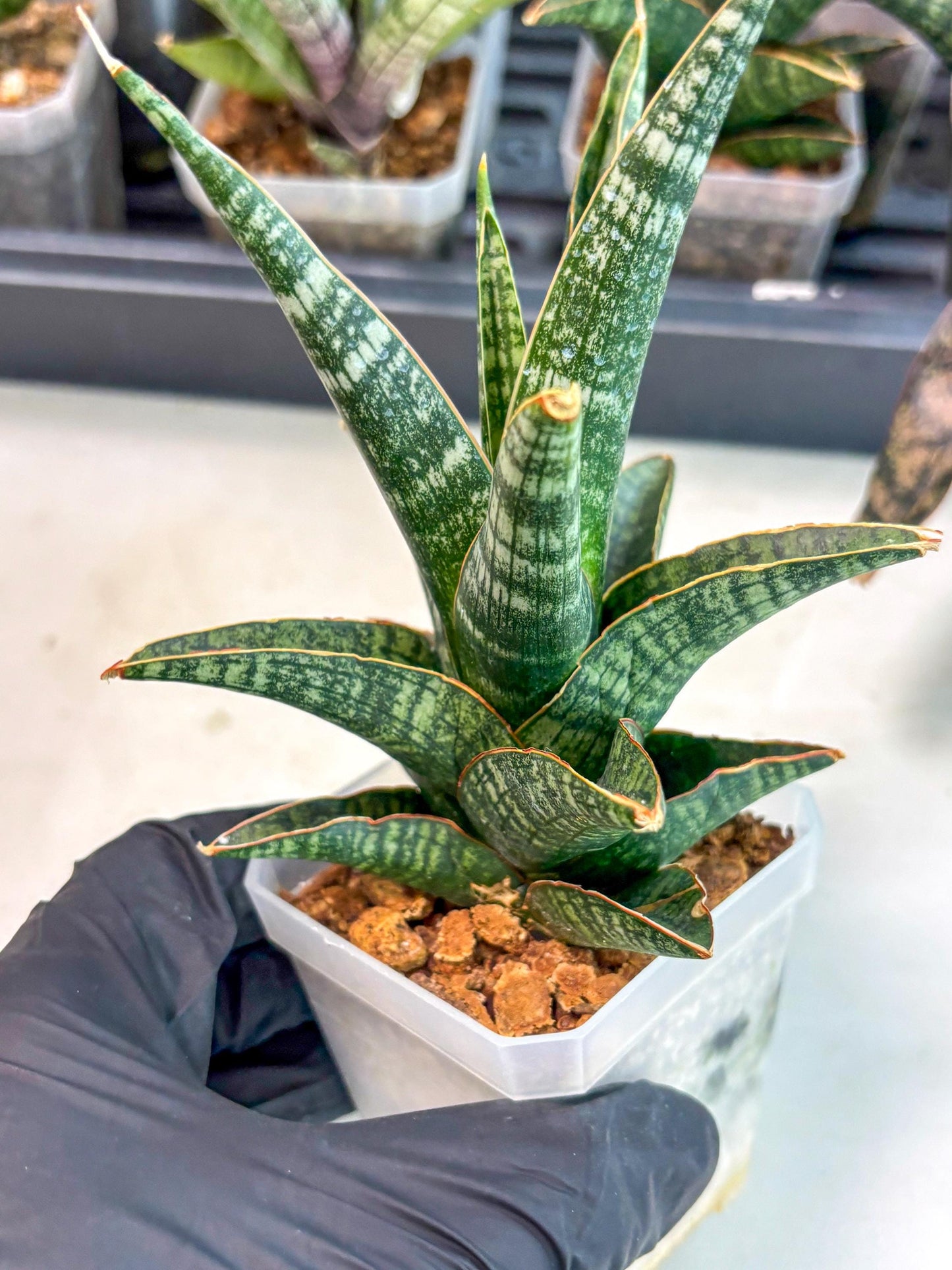Sansevieria Samosir (ca5) (3) | Rare Import