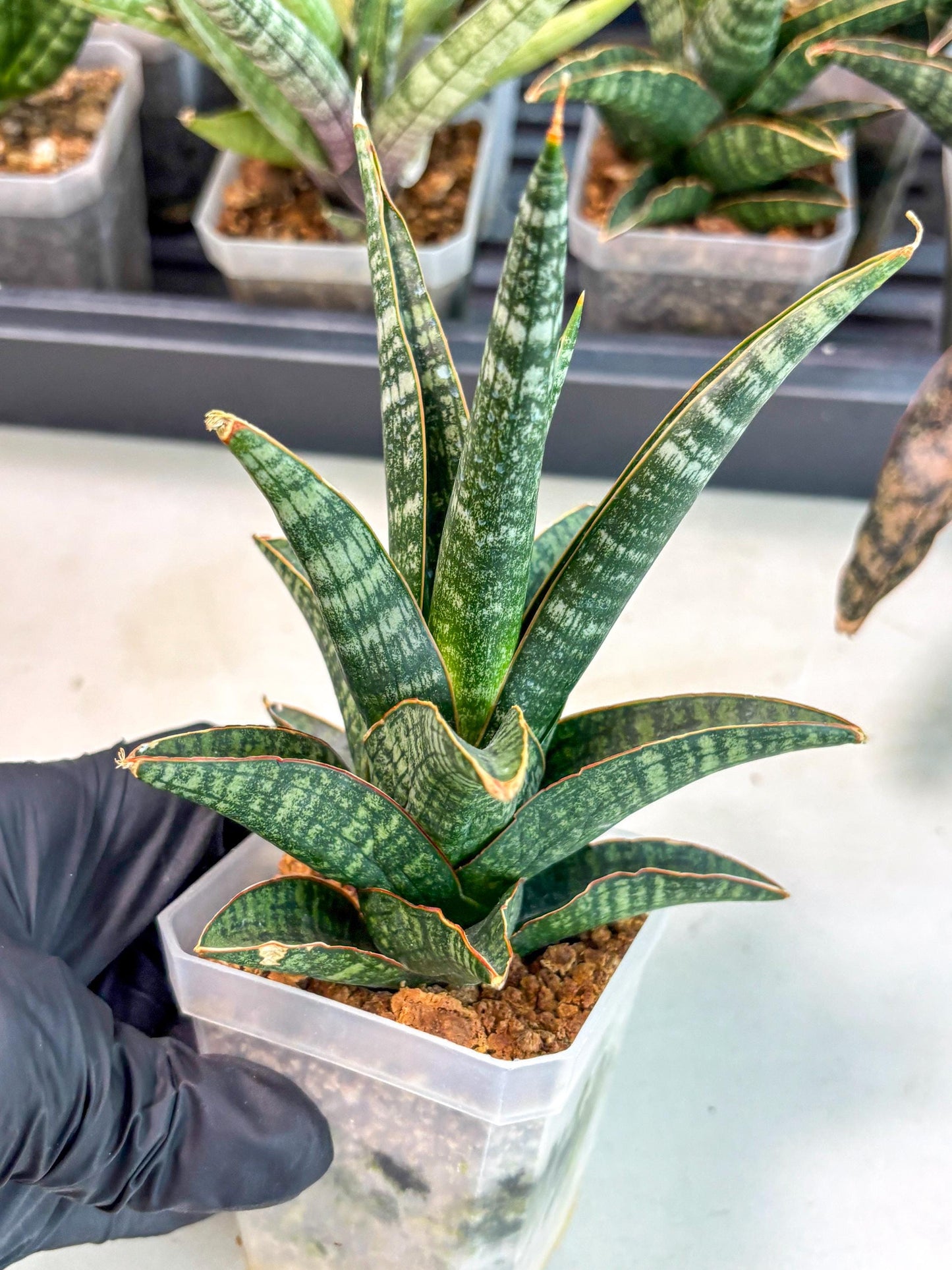 Sansevieria Samosir (ca5) (3) | Rare Import