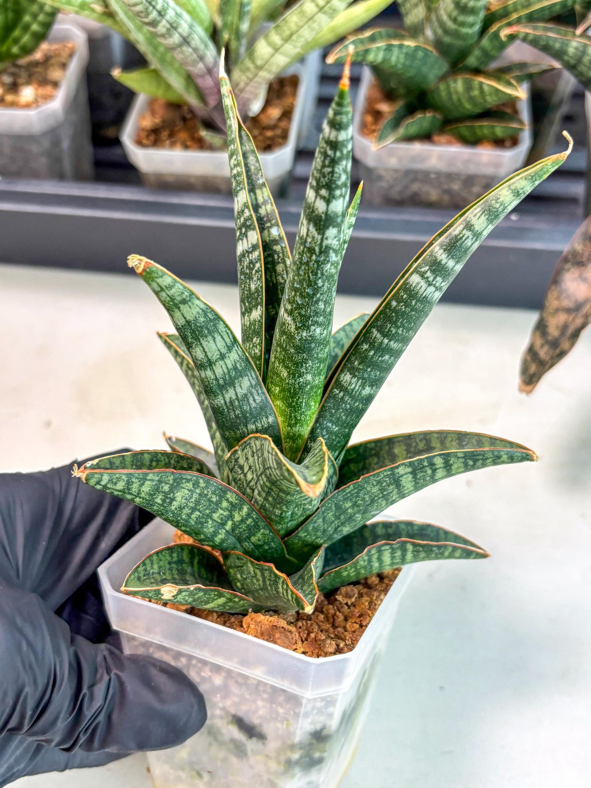 Sansevieria Samosir (ca5) (3) | Rare Import