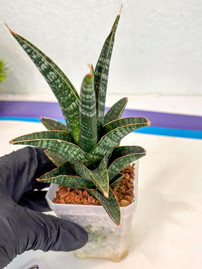 Sansevieria Samosir (ca5) (3) | Rare Import