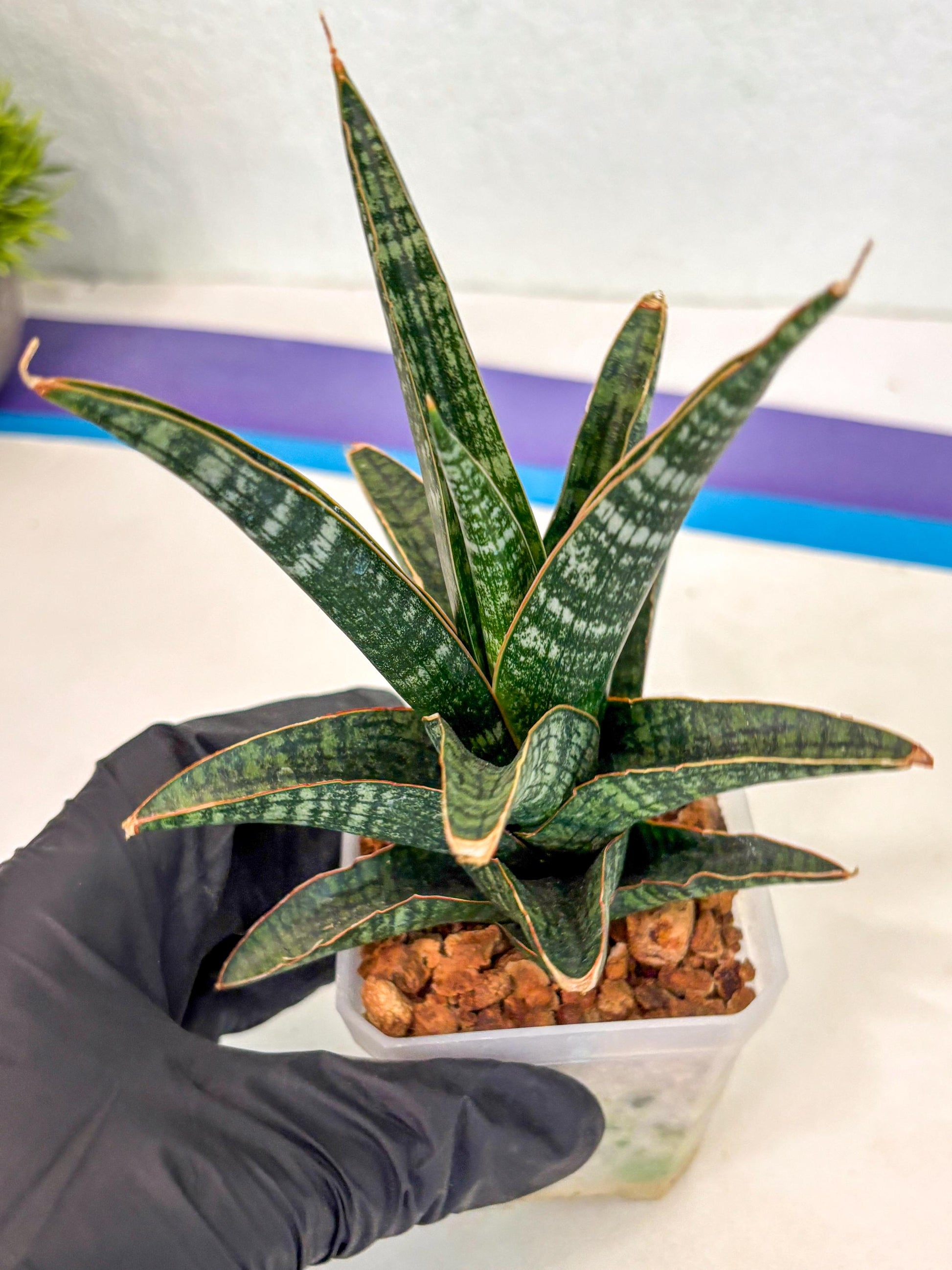 Sansevieria Samosir (ca5) (3) | Rare Import
