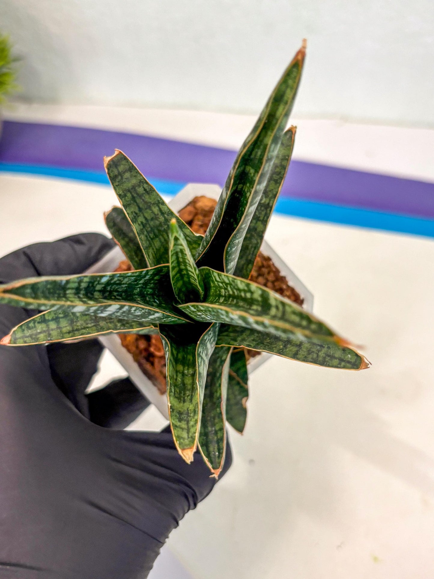 Sansevieria Samosir (ca5) (3) | Rare Import