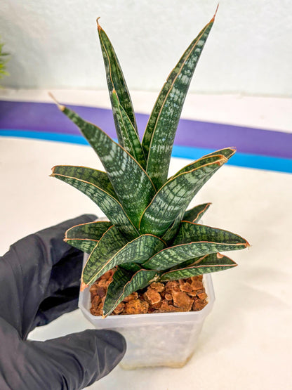 Sansevieria Samosir (ca5) (3) | Rare Import