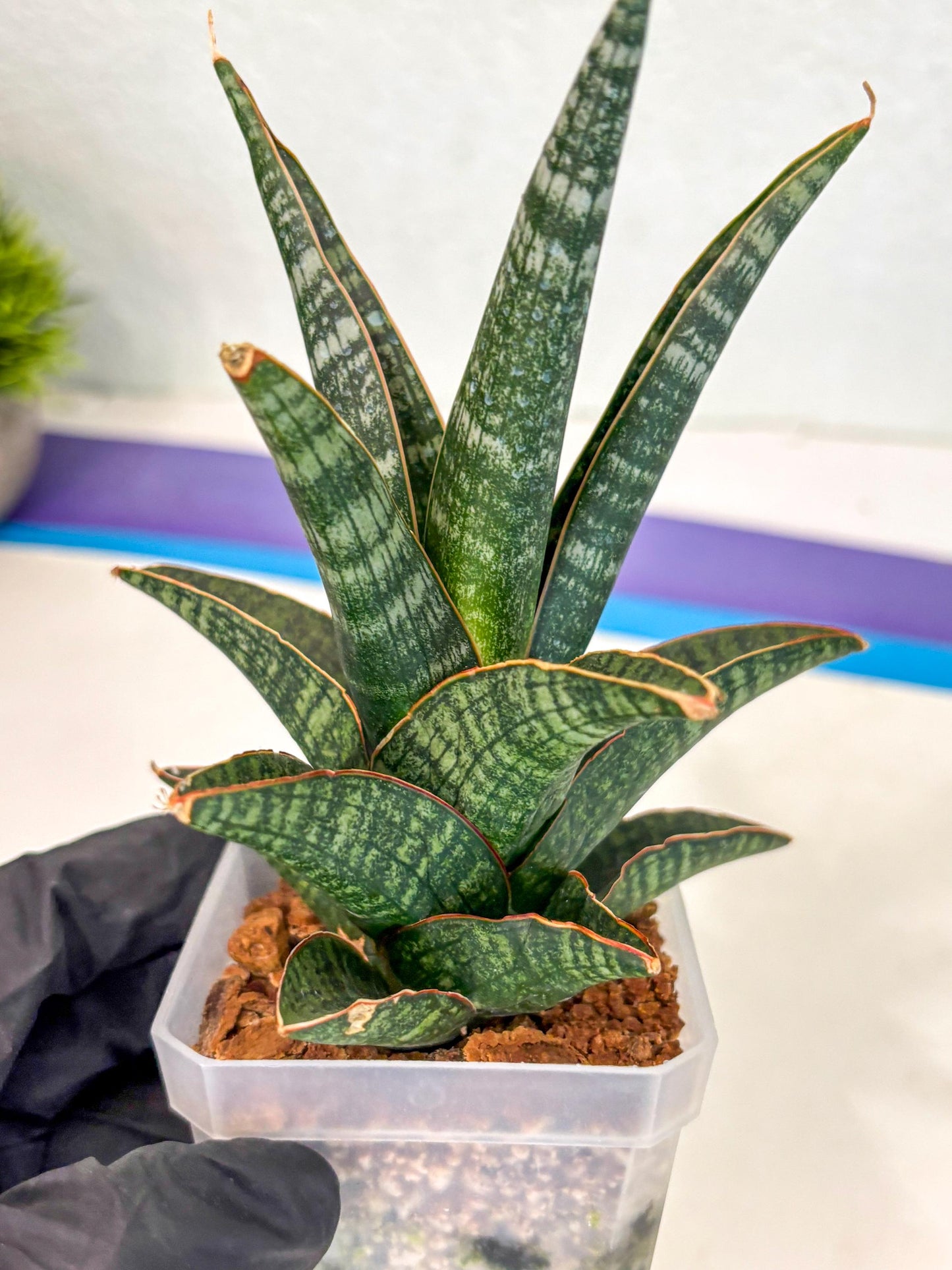Sansevieria Samosir (ca5) (3) | Rare Import