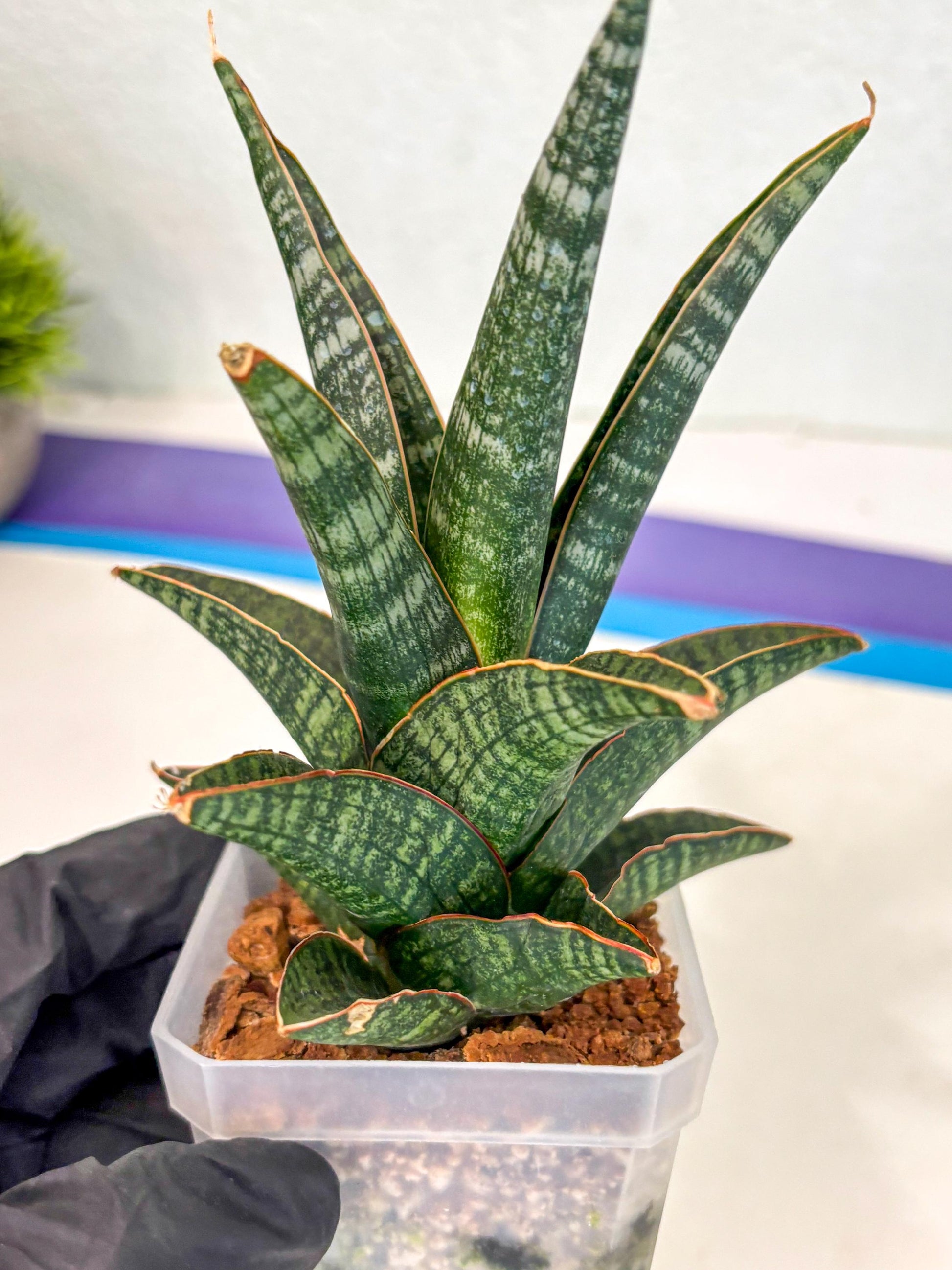 Sansevieria Samosir (ca5) (3) | Rare Import