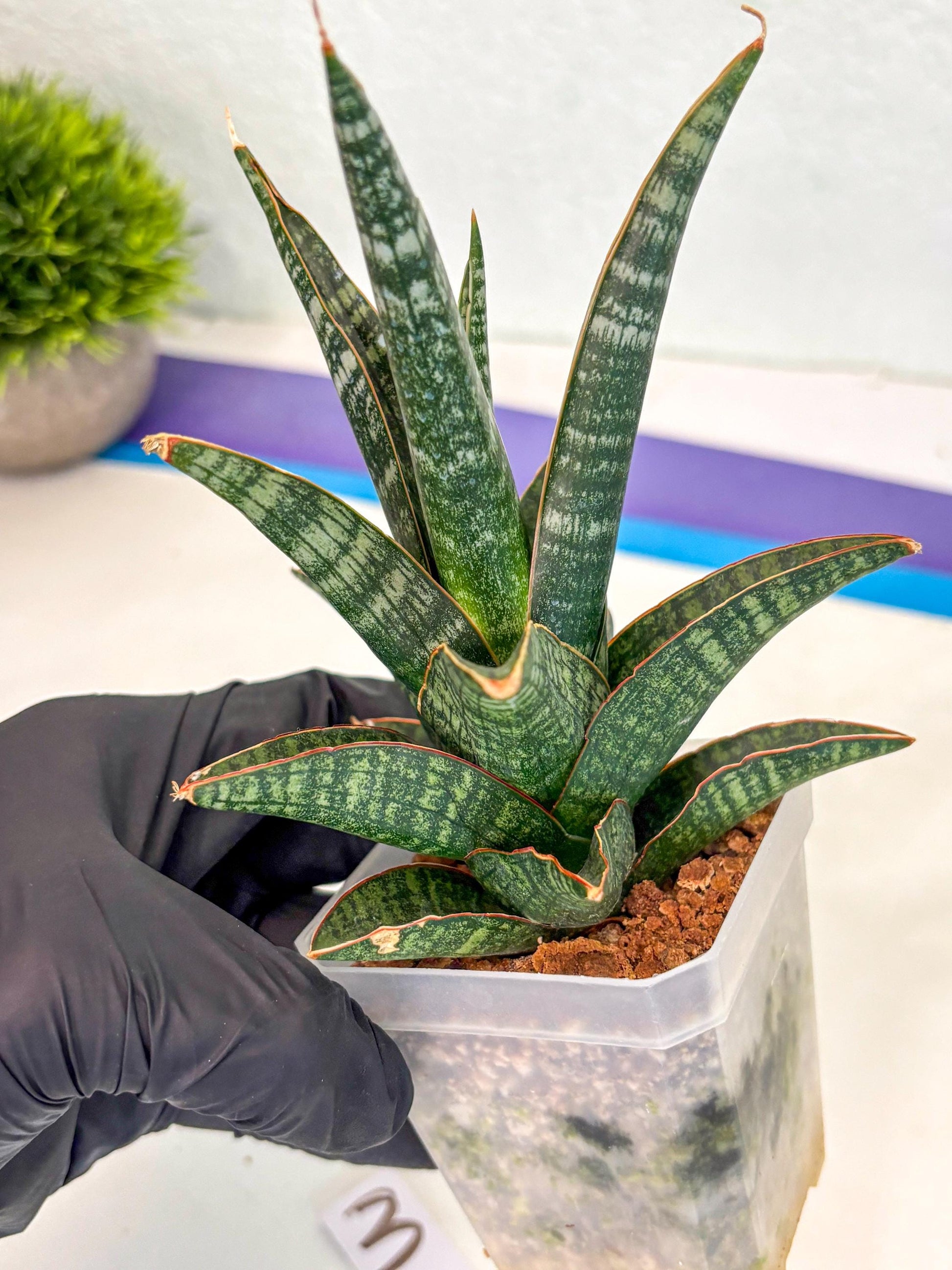 Sansevieria Samosir (ca5) (3) | Rare Import