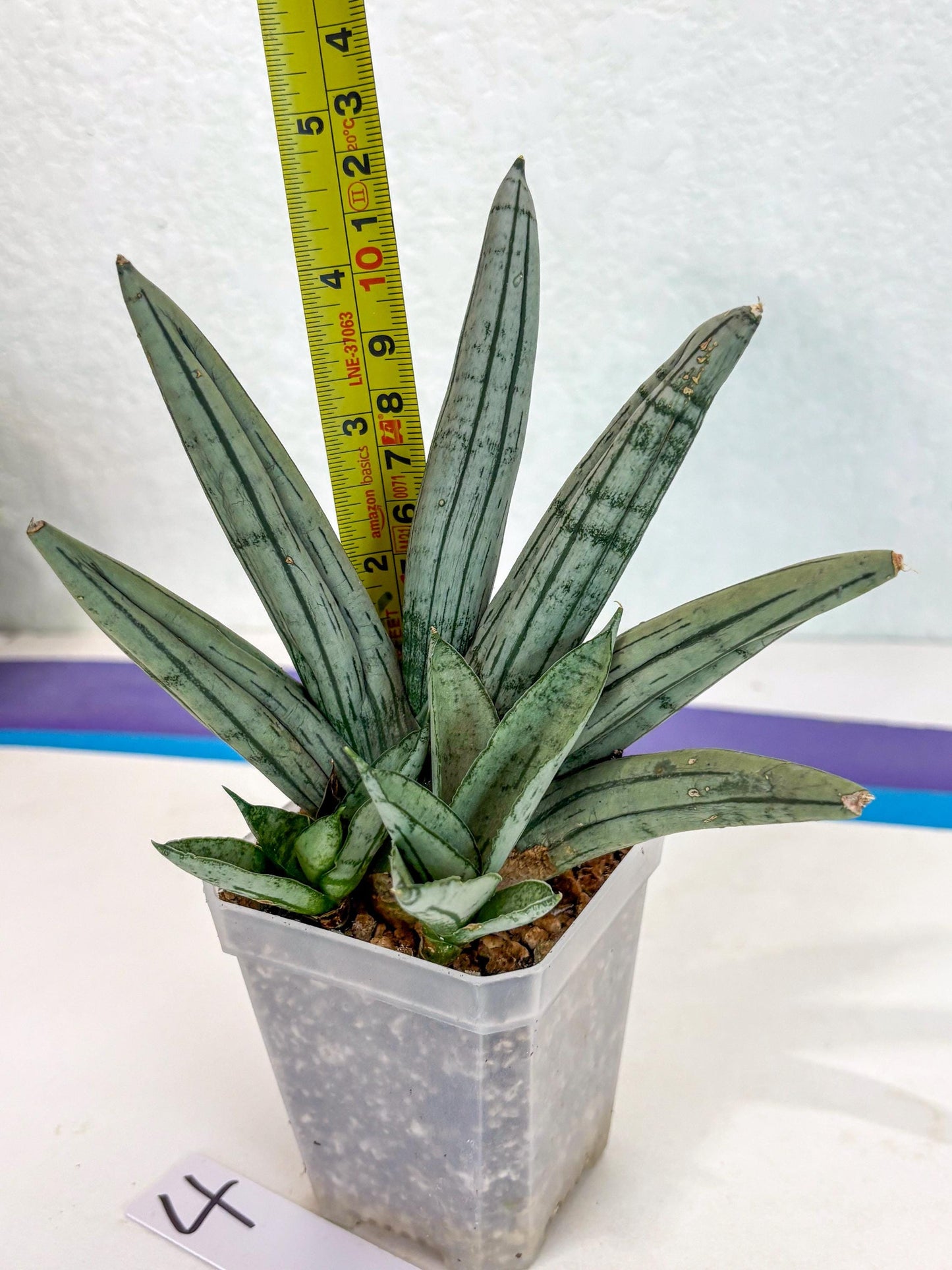 Sansevieria Silver Giant (ca5) (4) | Rare Import