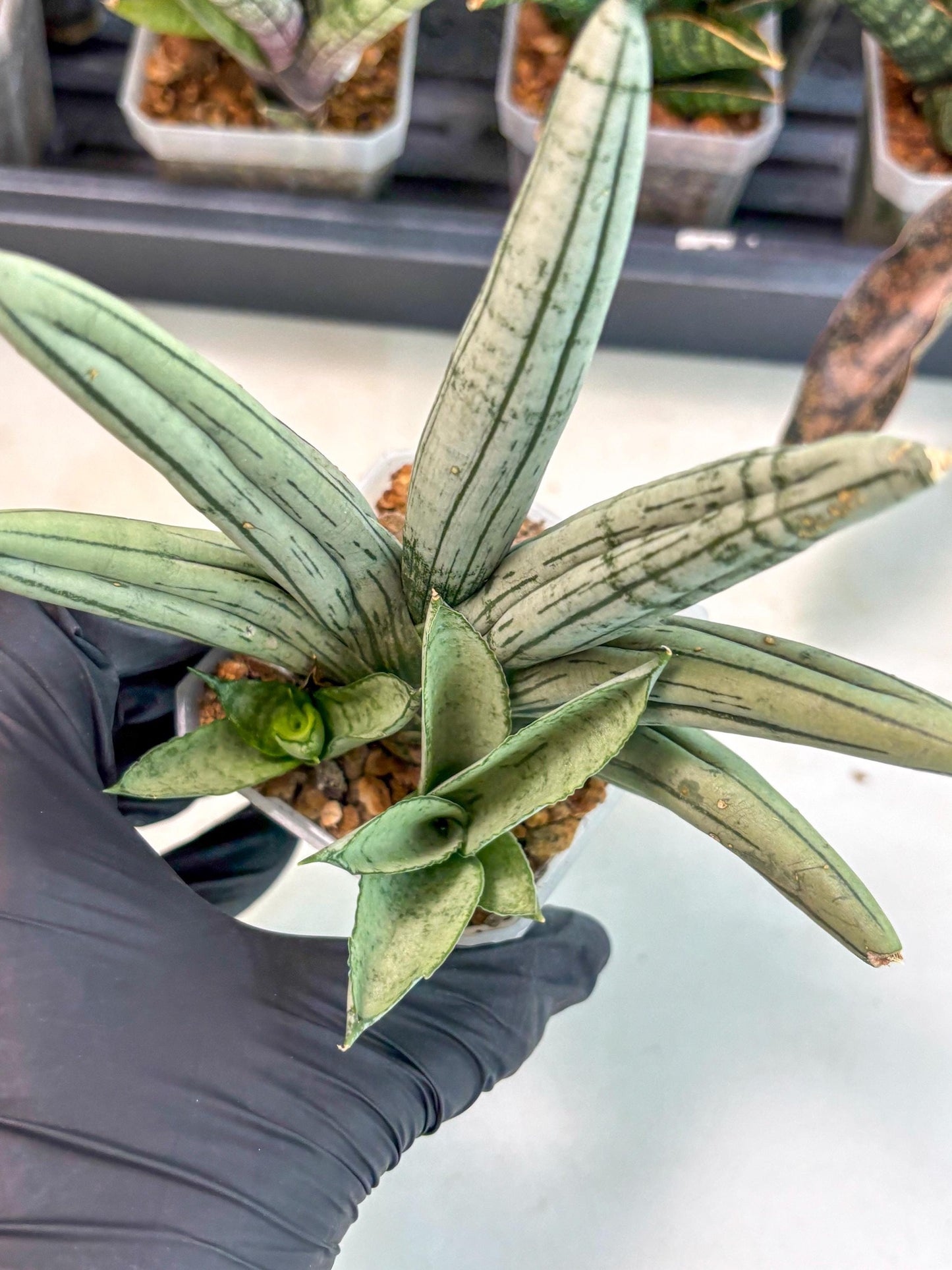Sansevieria Silver Giant (ca5) (4) | Rare Import