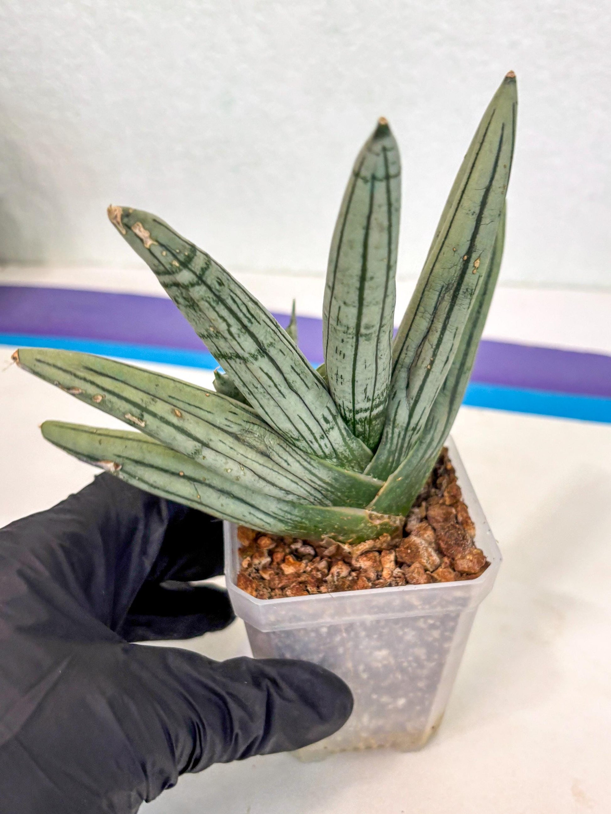 Sansevieria Silver Giant (ca5) (4) | Rare Import