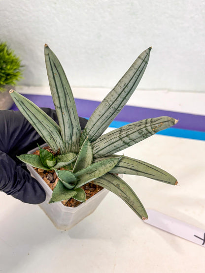 Sansevieria Silver Giant (ca5) (4) | Rare Import