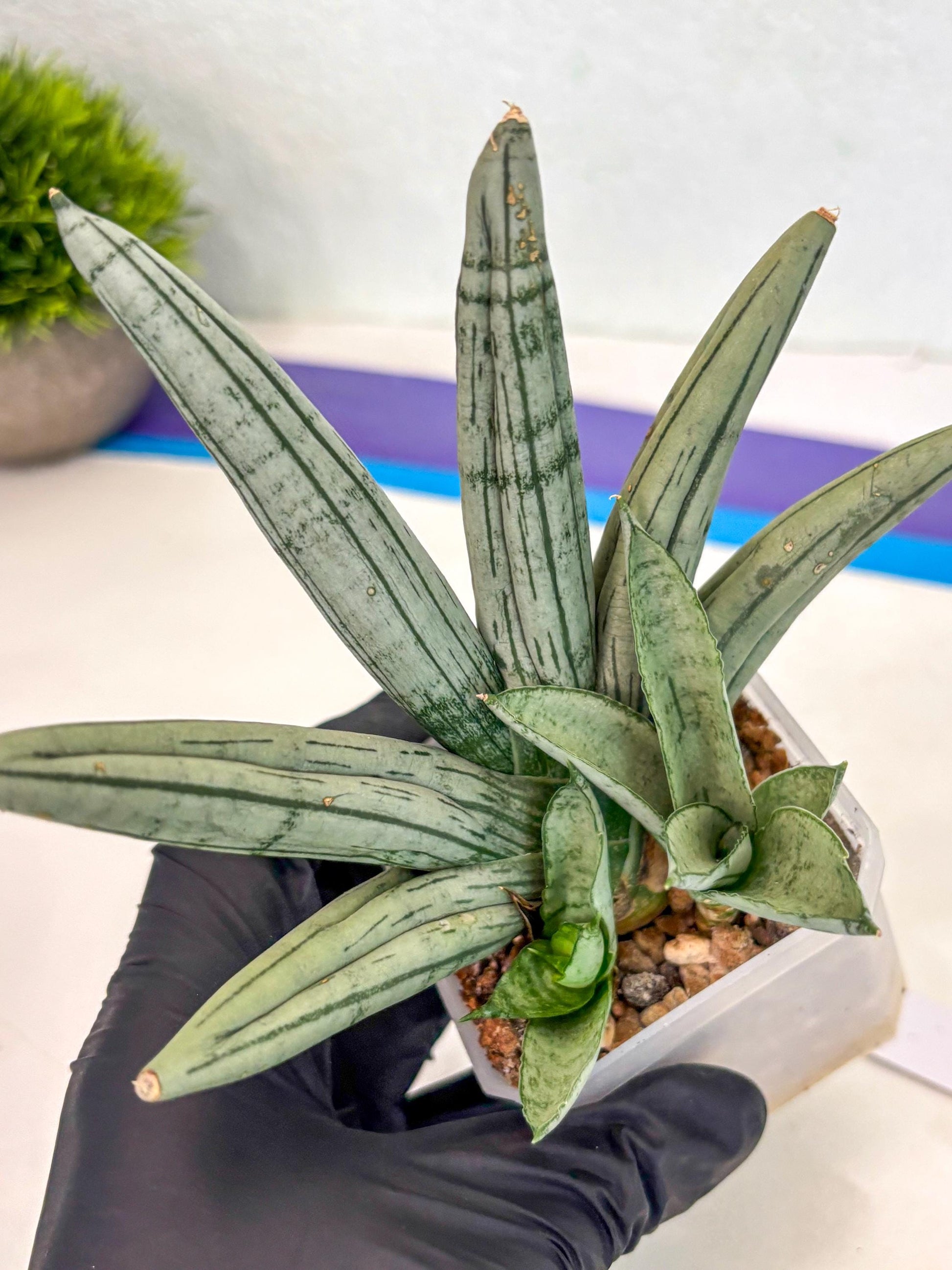 Sansevieria Silver Giant (ca5) (4) | Rare Import