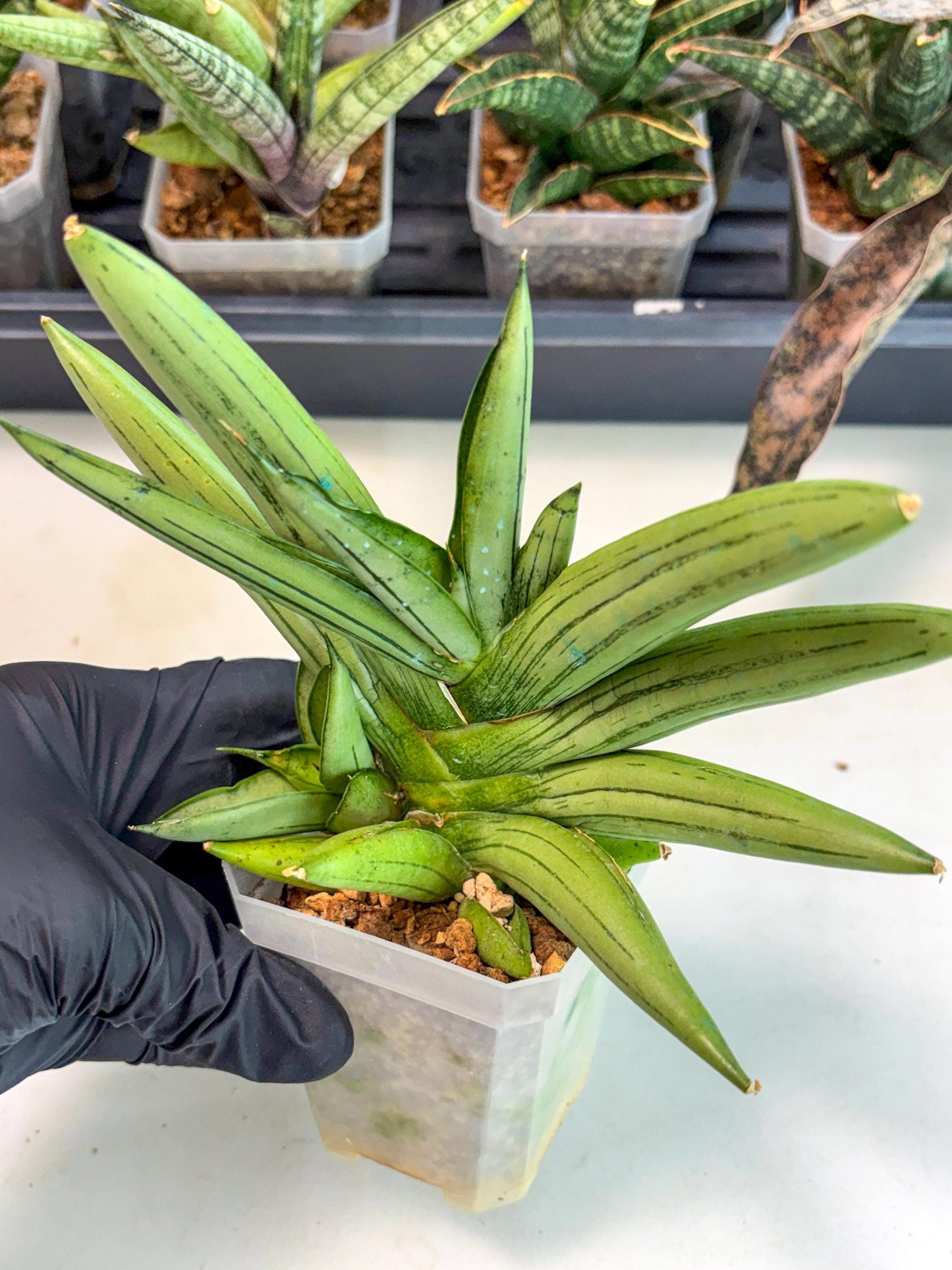 Sansevieria Ice Man (ca5) (5) | Small DMG