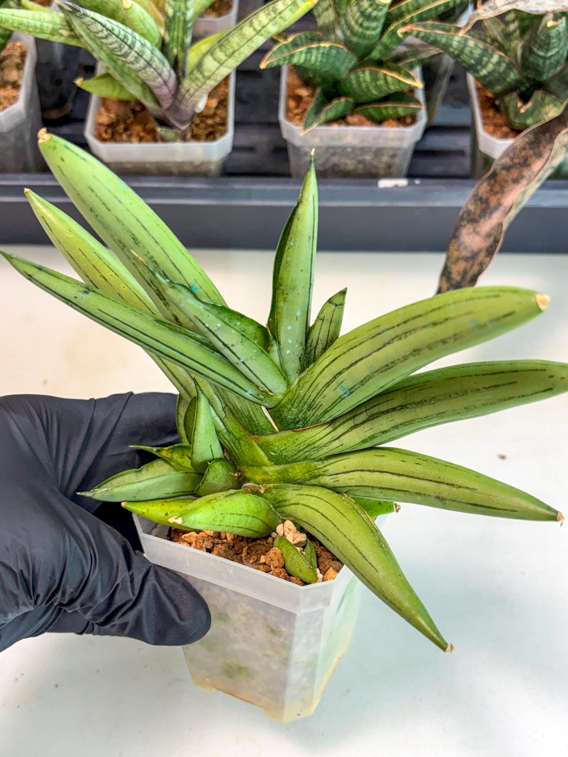 Sansevieria Ice Man (ca5) (5) | Small DMG