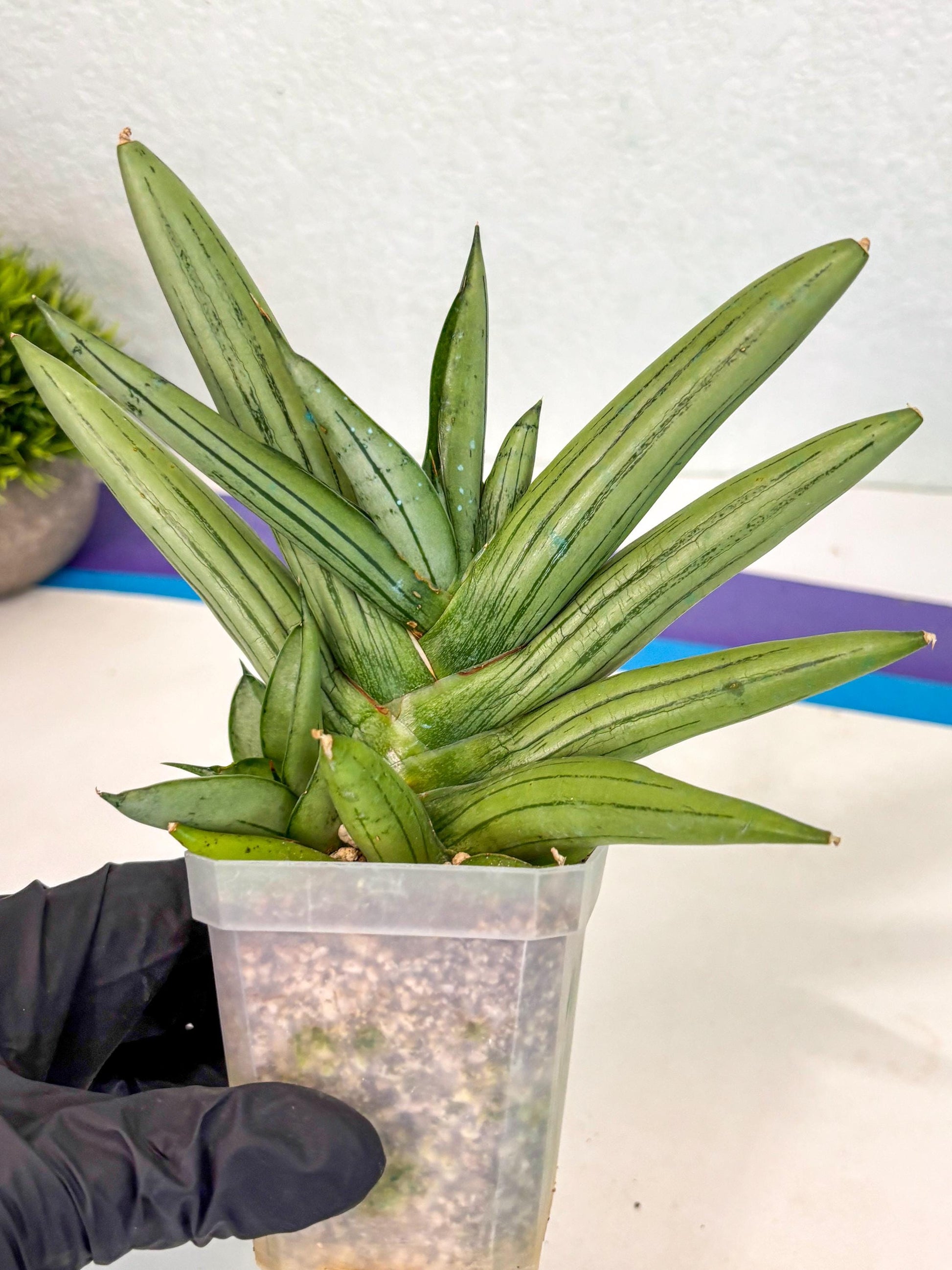 Sansevieria Ice Man (ca5) (5) | Small DMG
