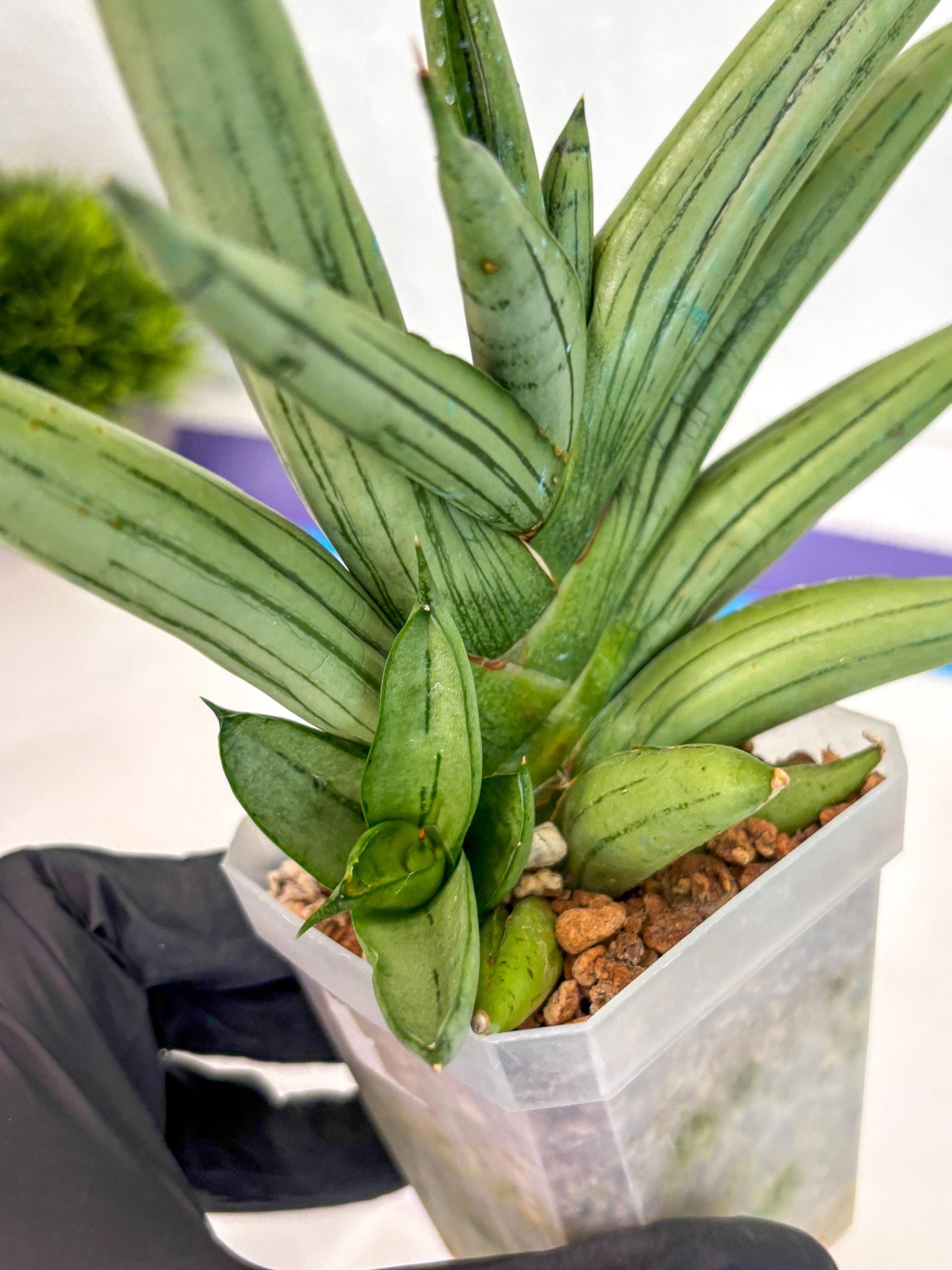 Sansevieria Ice Man (ca5) (5) | Small DMG