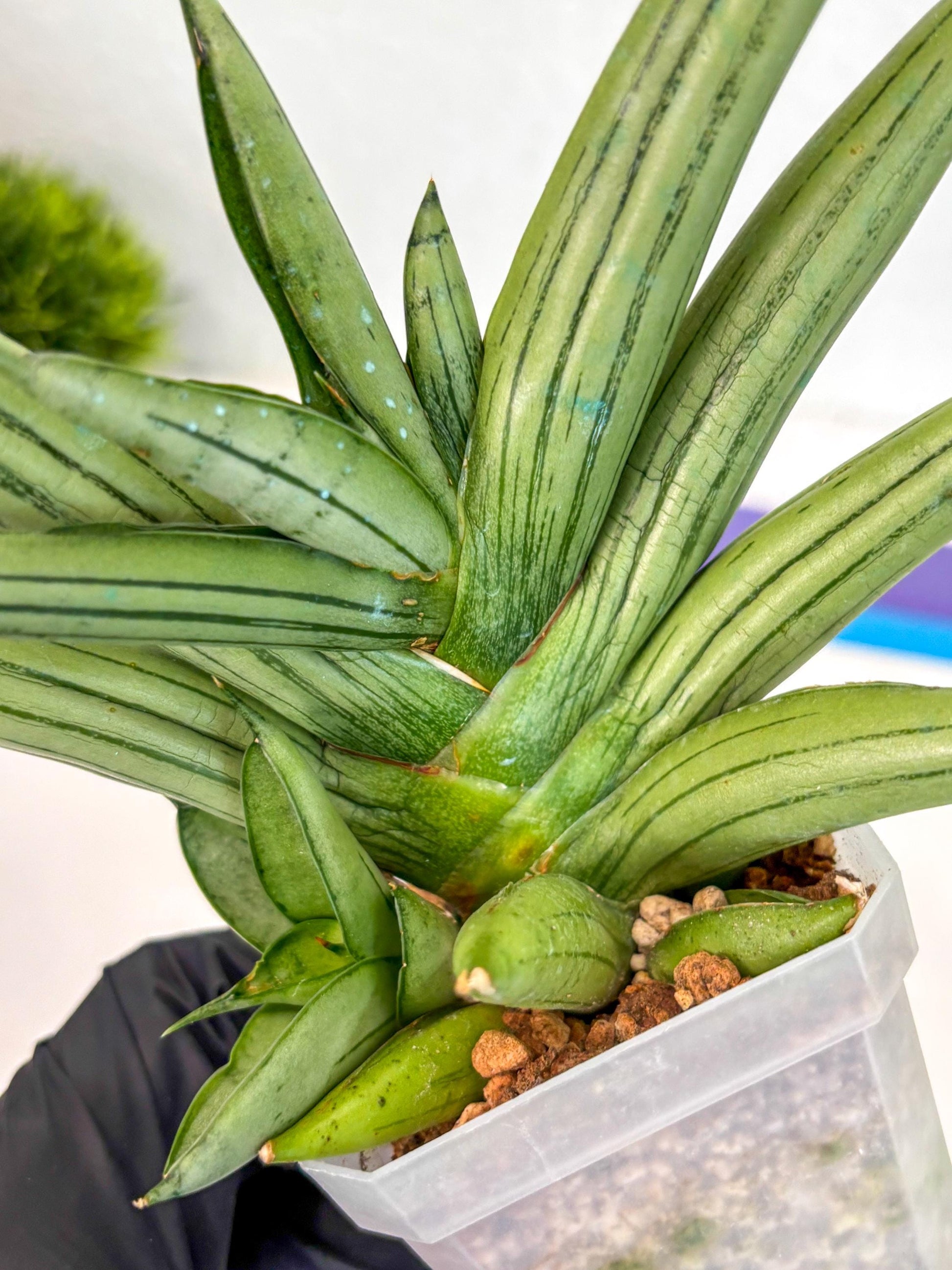 Sansevieria Ice Man (ca5) (5) | Small DMG