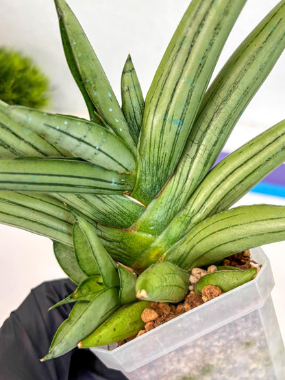 Sansevieria Ice Man (ca5) (5) | Small DMG