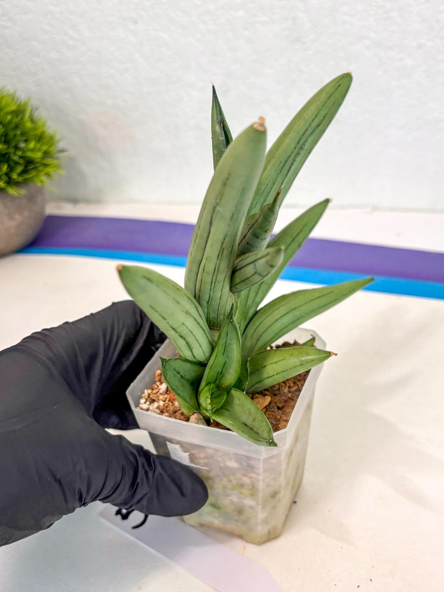 Sansevieria Ice Man (ca5) (5) | Small DMG
