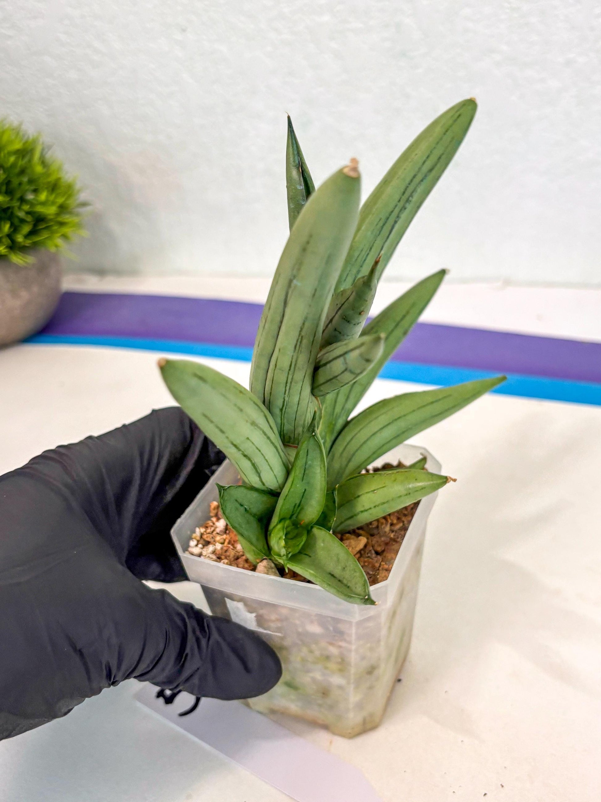 Sansevieria Ice Man (ca5) (5) | Small DMG