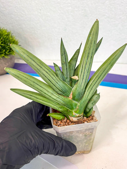Sansevieria Ice Man (ca5) (5) | Small DMG