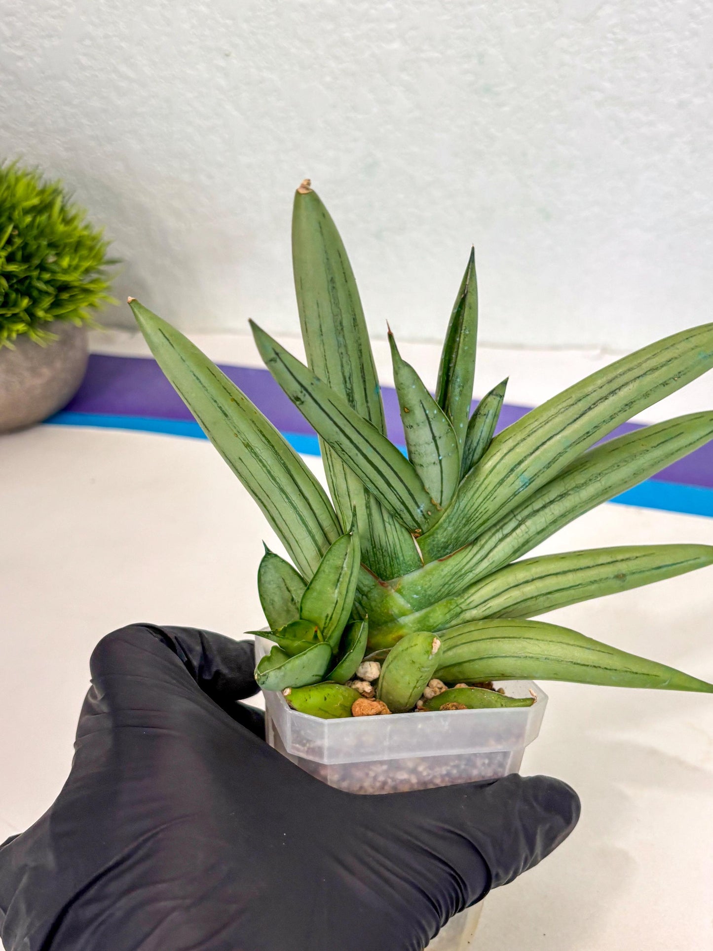 Sansevieria Ice Man (ca5) (5) | Small DMG