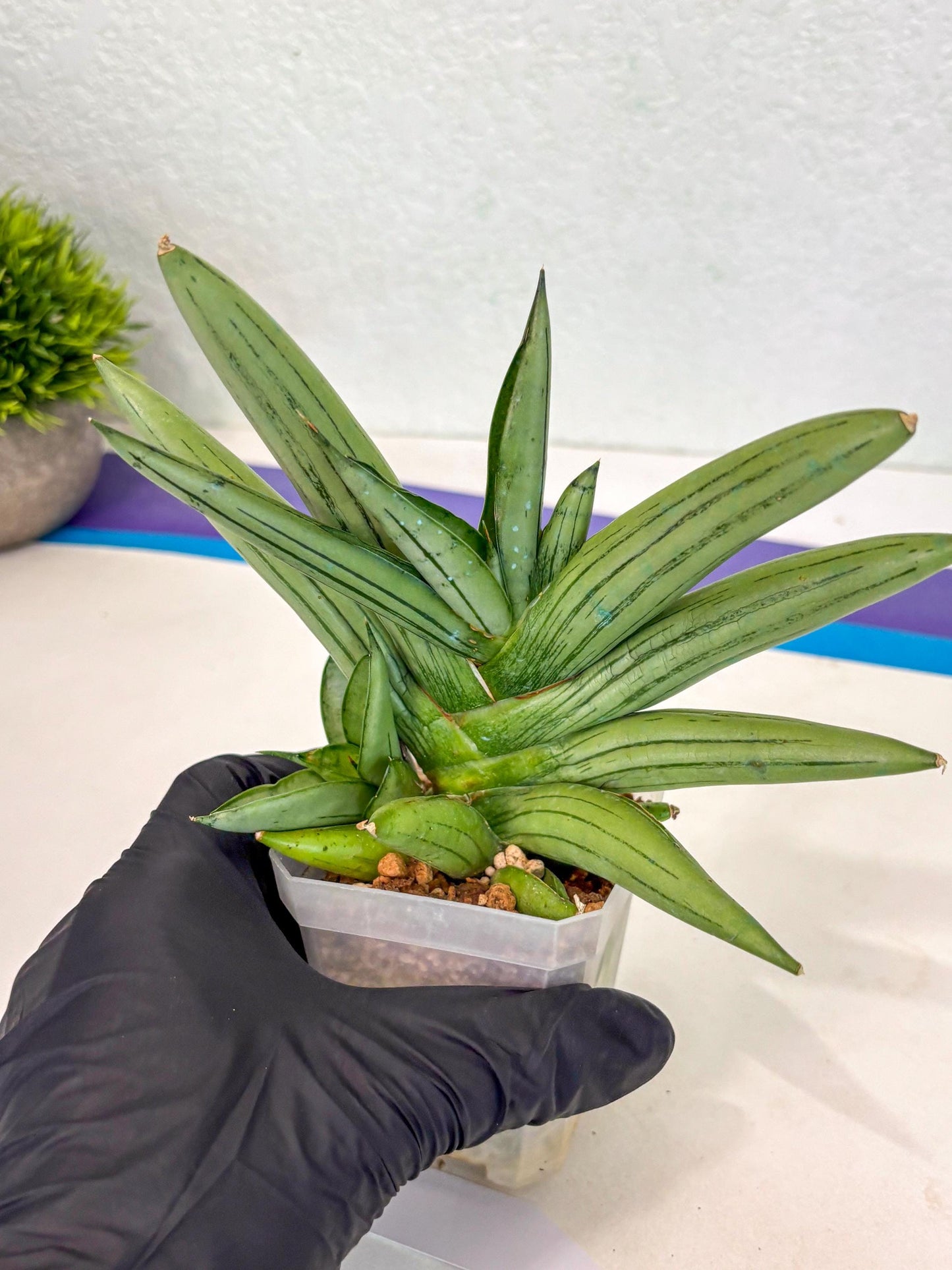 Sansevieria Ice Man (ca5) (5) | Small DMG