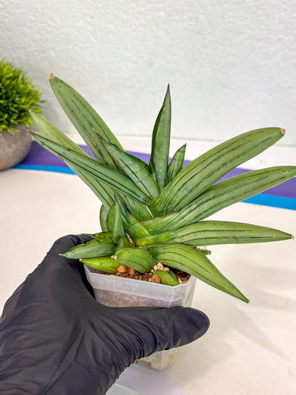 Sansevieria Ice Man (ca5) (5) | Small DMG